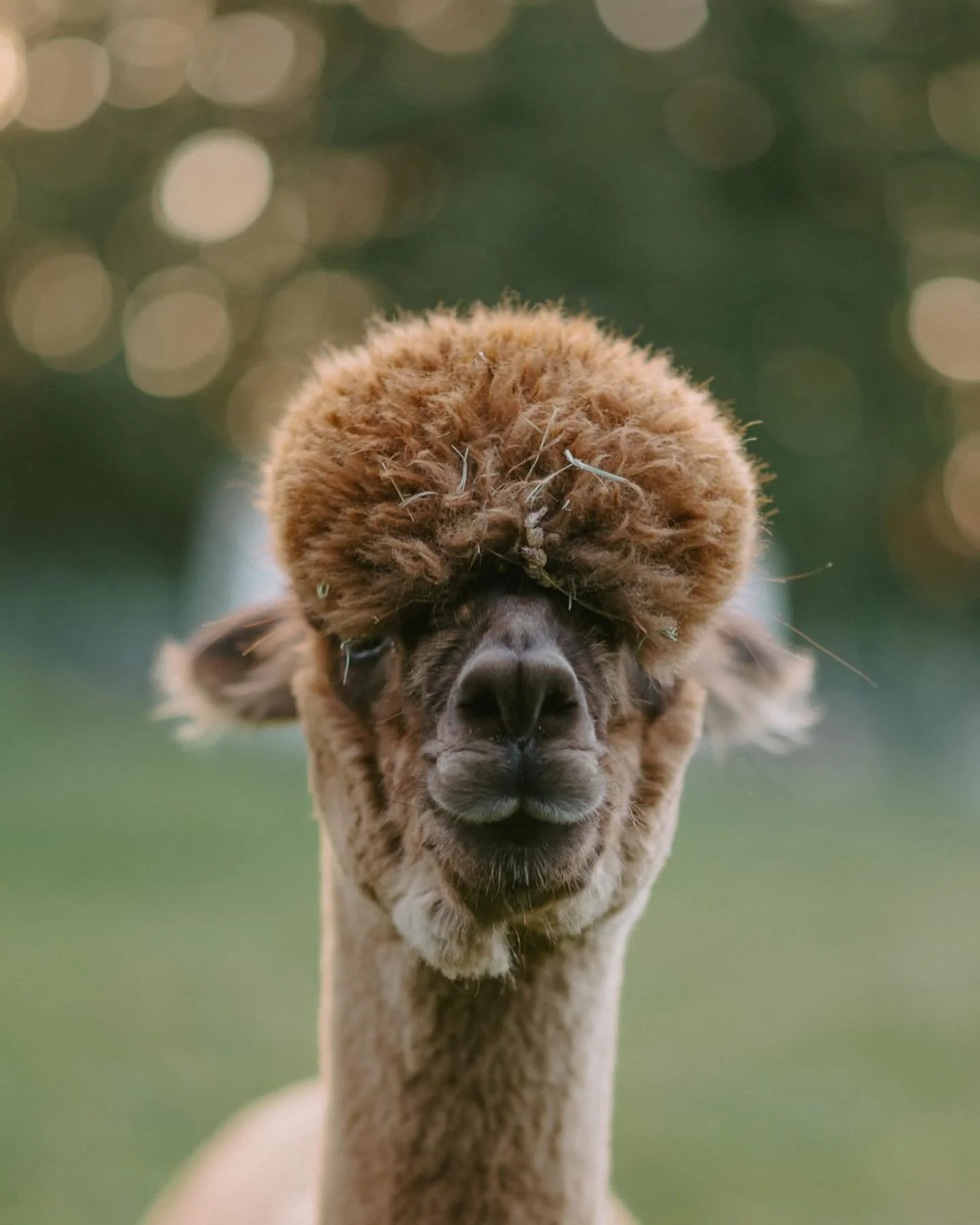 Alpaca.jpg