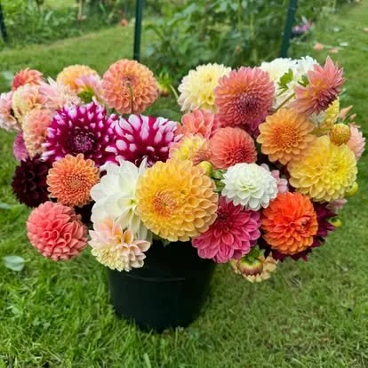 Dahlias.jpg