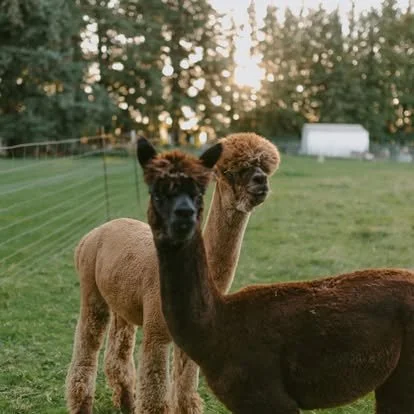Pair of Alpacas.jpg