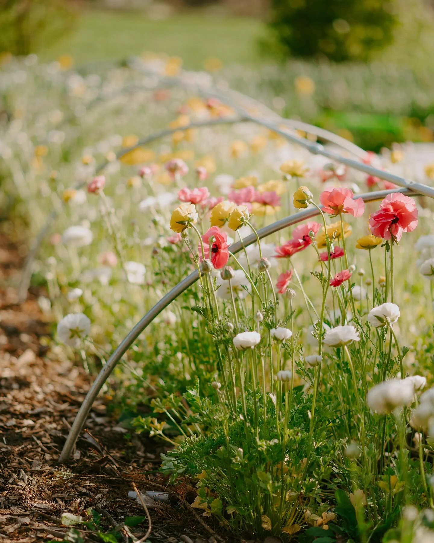 Row of Flowers.jpg