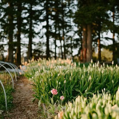 Tulips.jpg