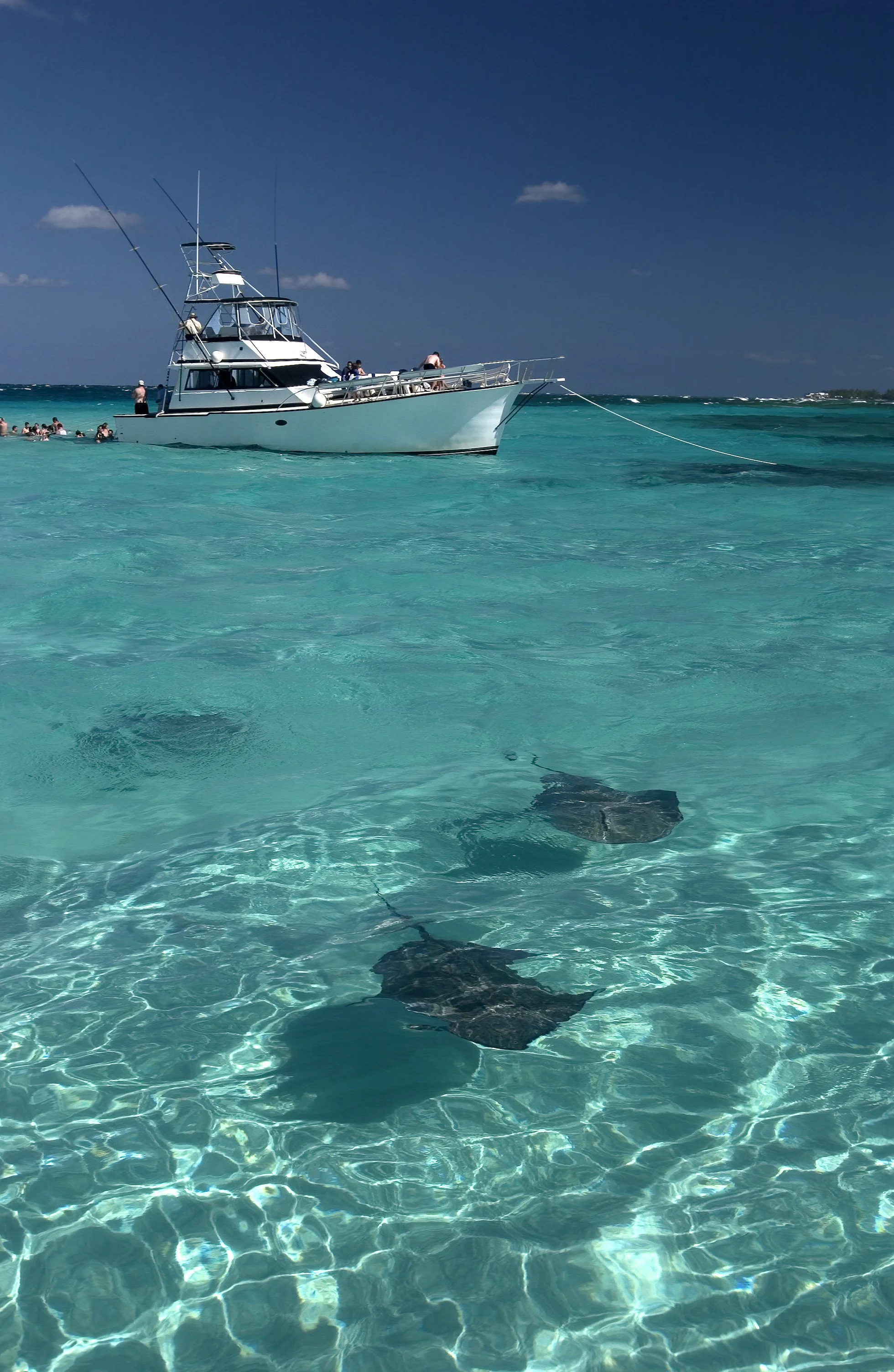 Grand_Cayman_stingraycity_2006_RA_16.jpg