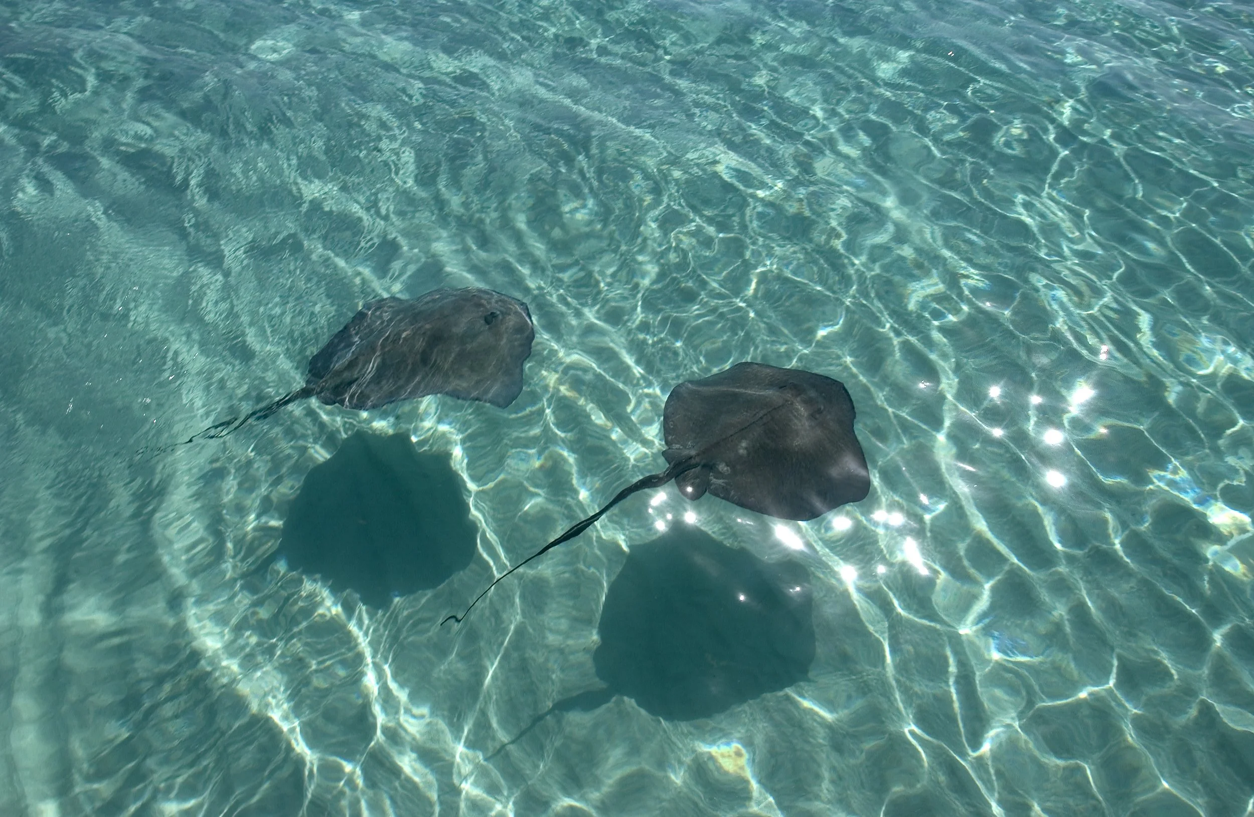 grand_cayman_stingraycity_2006_RA_009.jpg