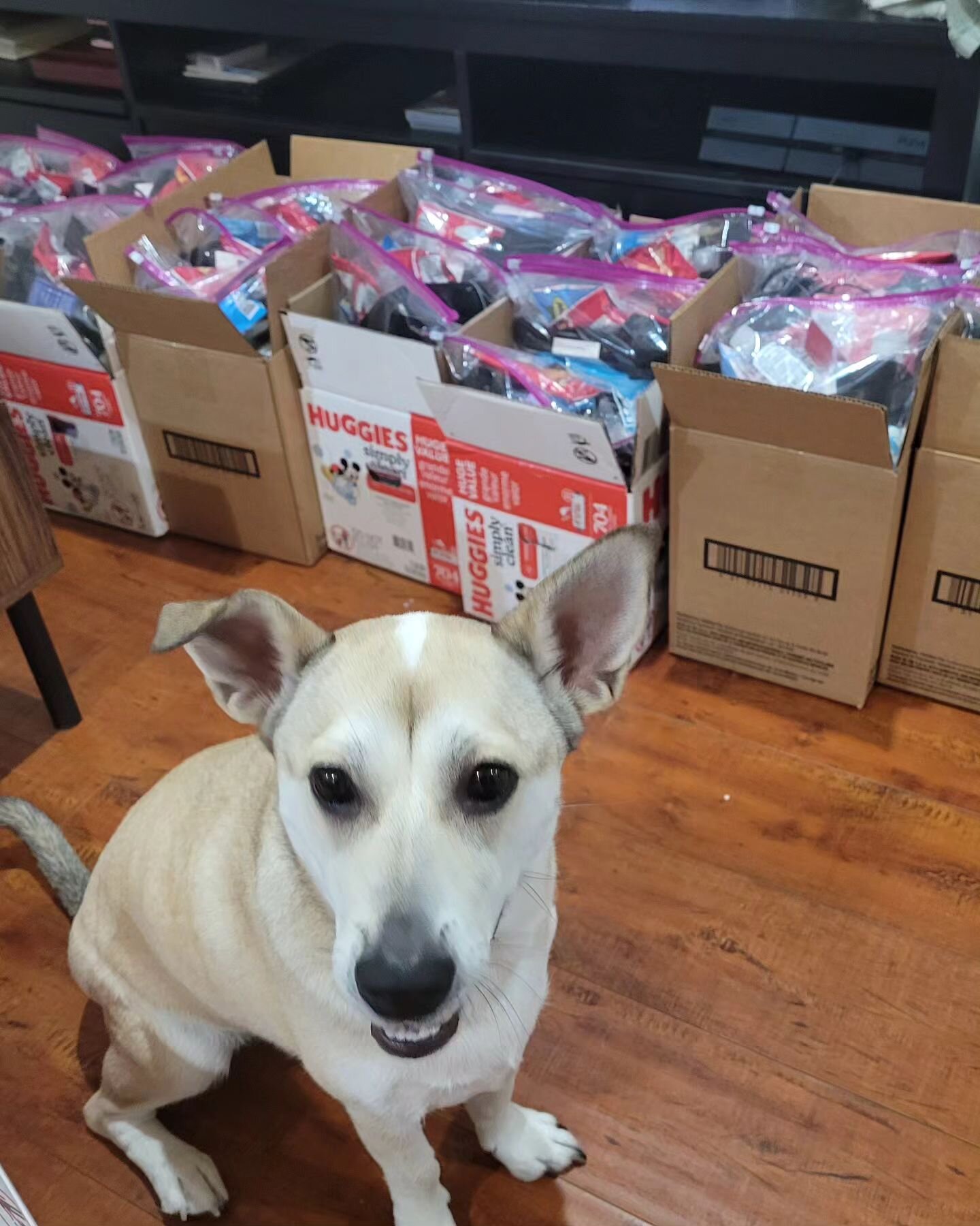 Ktownforall kit makers (and their pets) are busy making hundreds of kits for outreach tomorrow! 
💜❤️

Come out Saturday @ 12pm at Immanuel Presbyterian in Ktown (free parking!) and help us distribute them.

🧦🧼🙏🥳🐾
