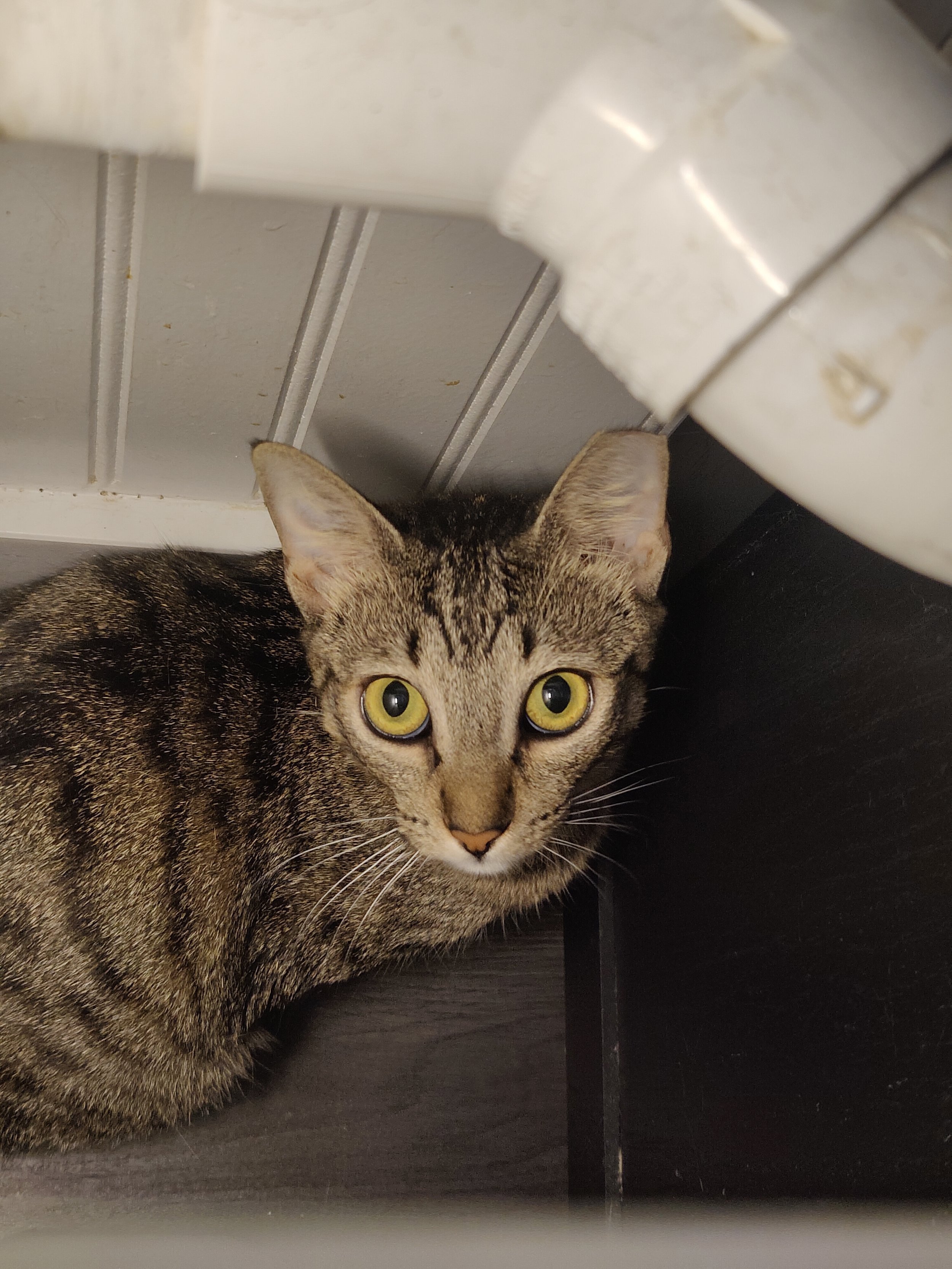 Sissy -1 year old female
