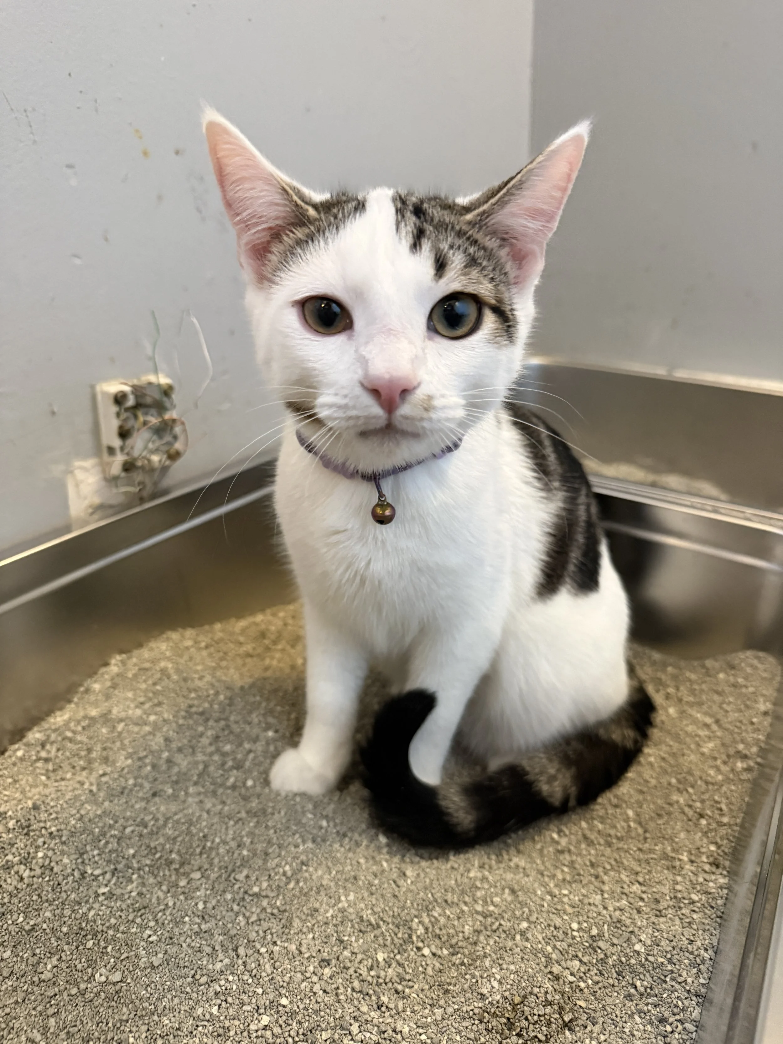 Finneas - (application pending)