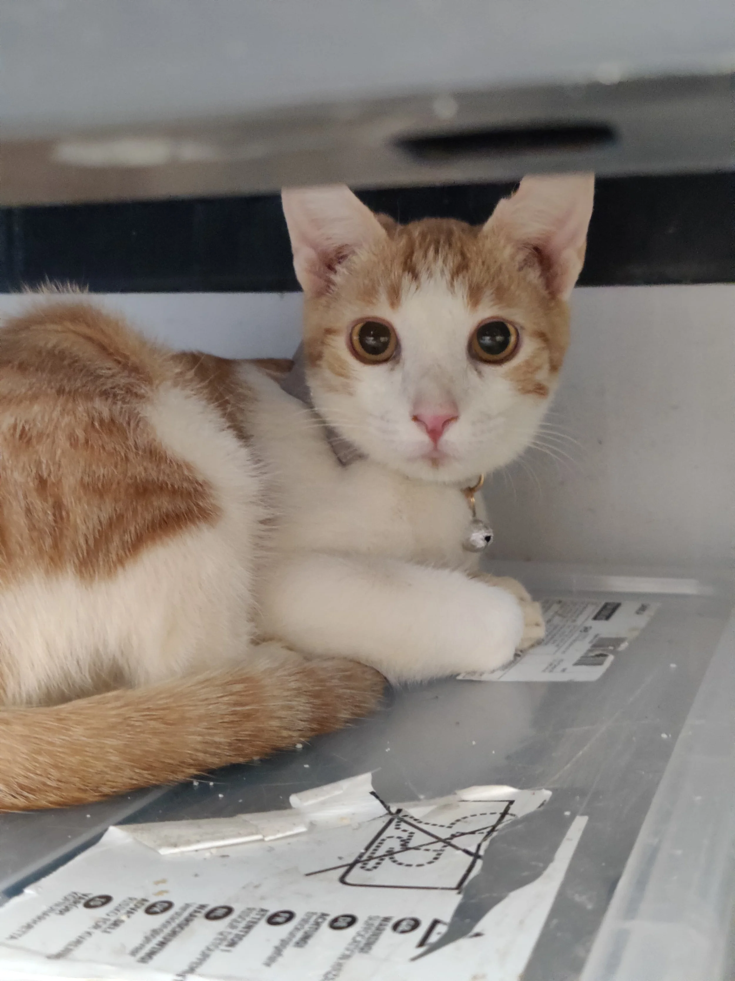 Theresa - (application pending)