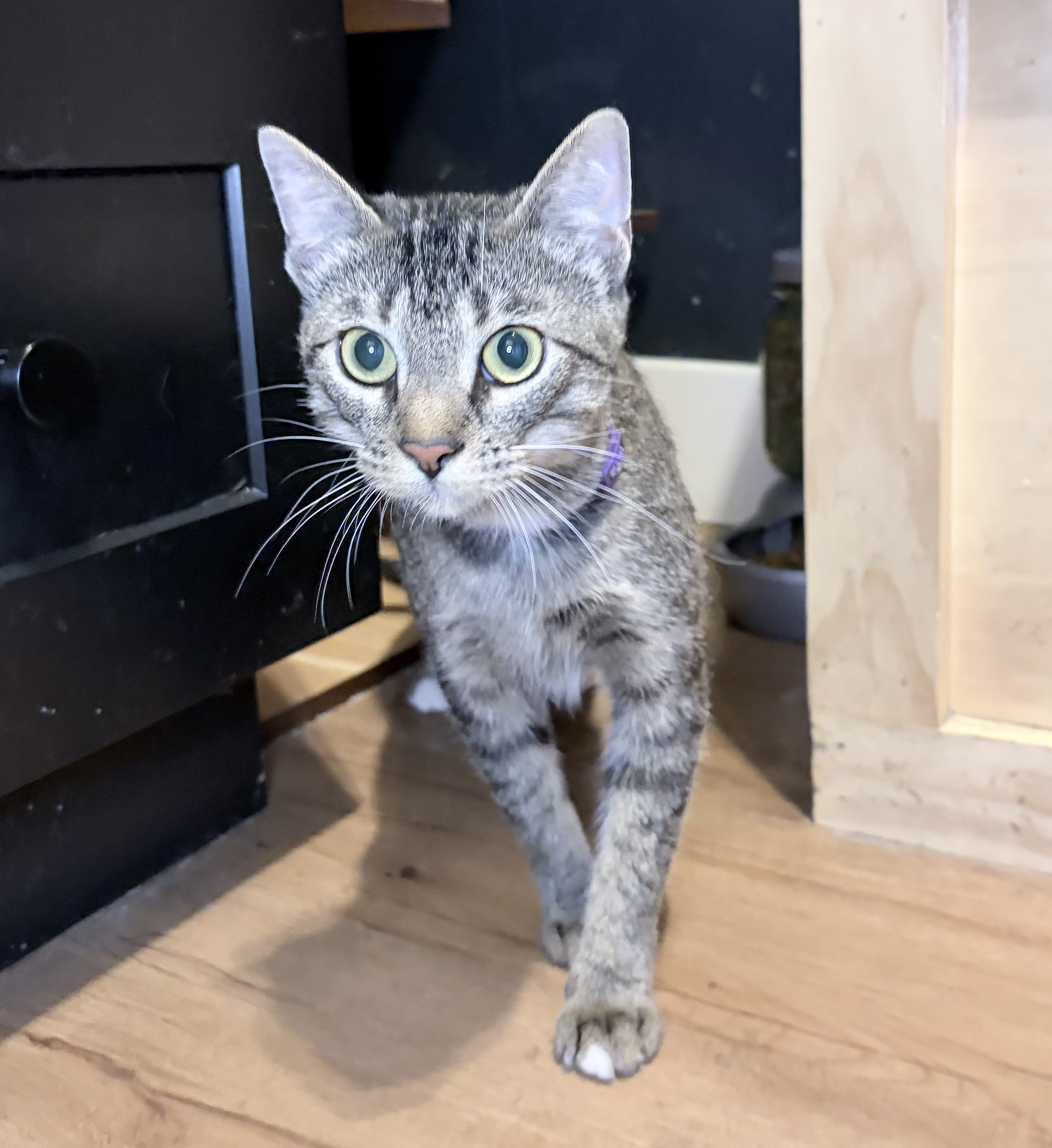 Sharon - 2 year old female
