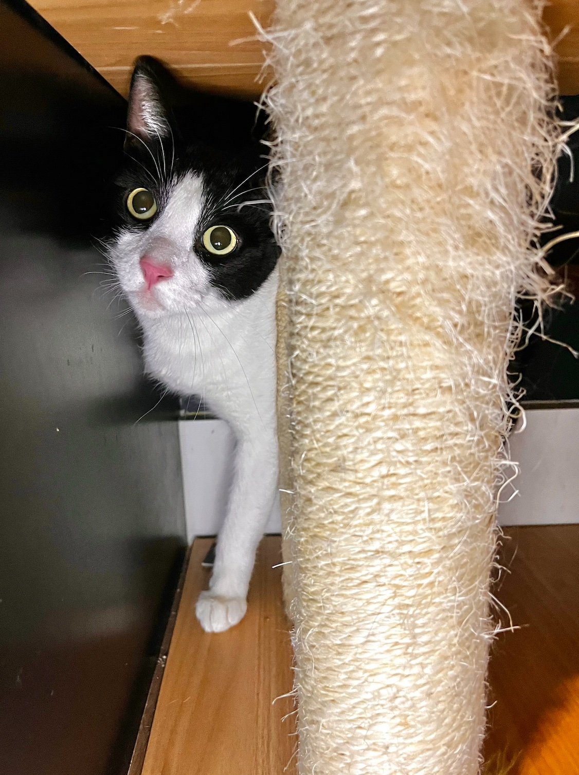 Spot - 3 year old male, bonded to AJ