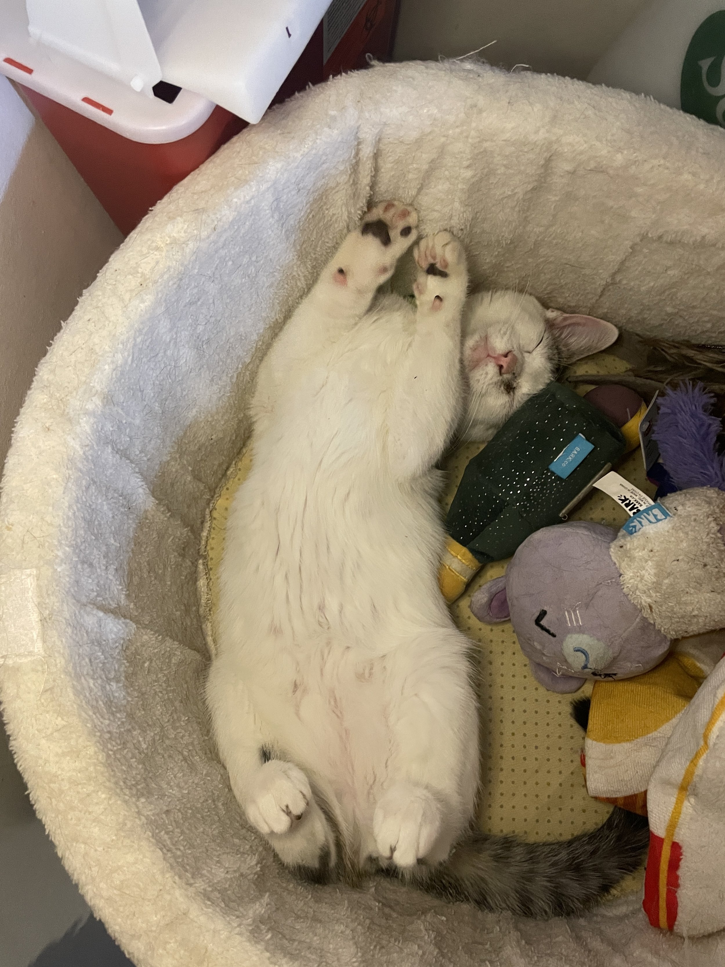 Alpaca - (application pending)