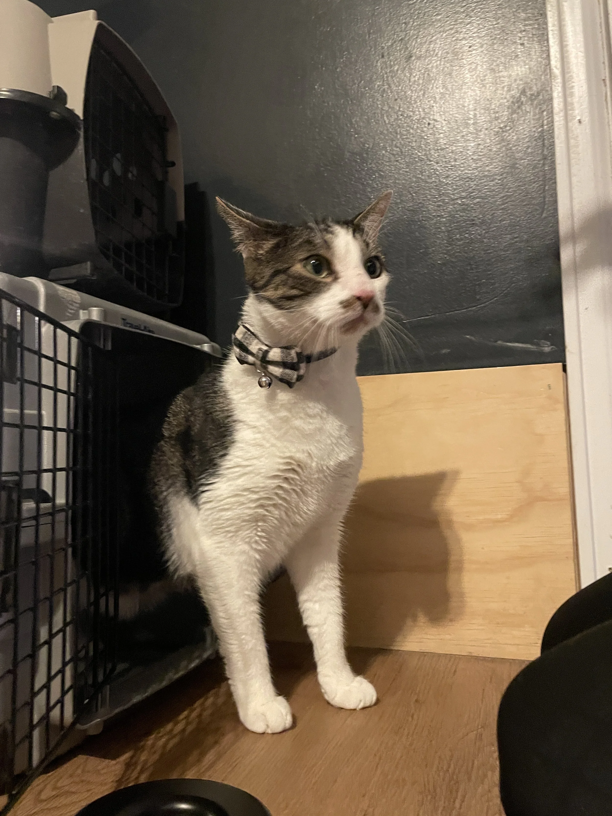 Mayo - 2.5 year old male