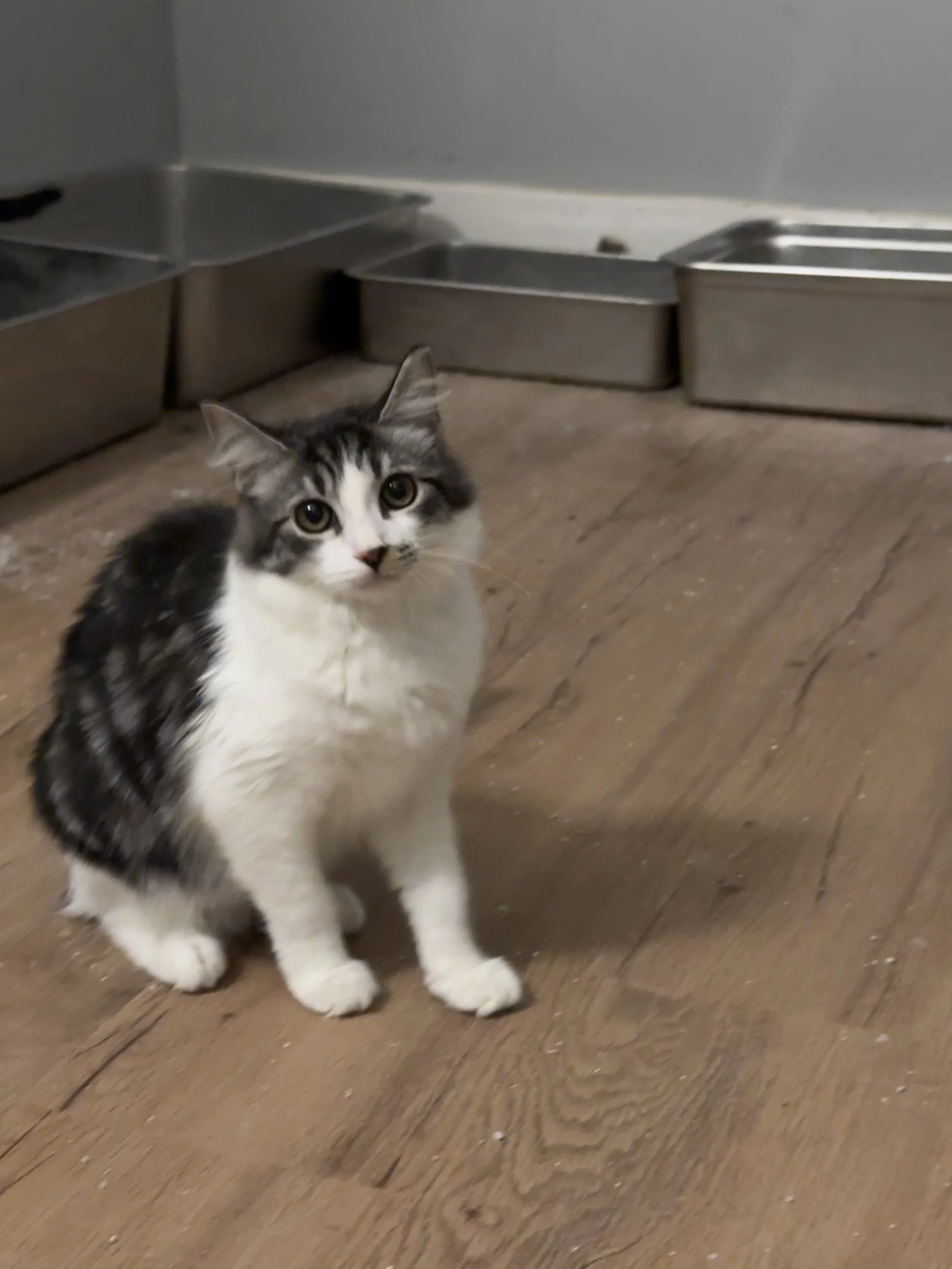 Ruby - (application pending)