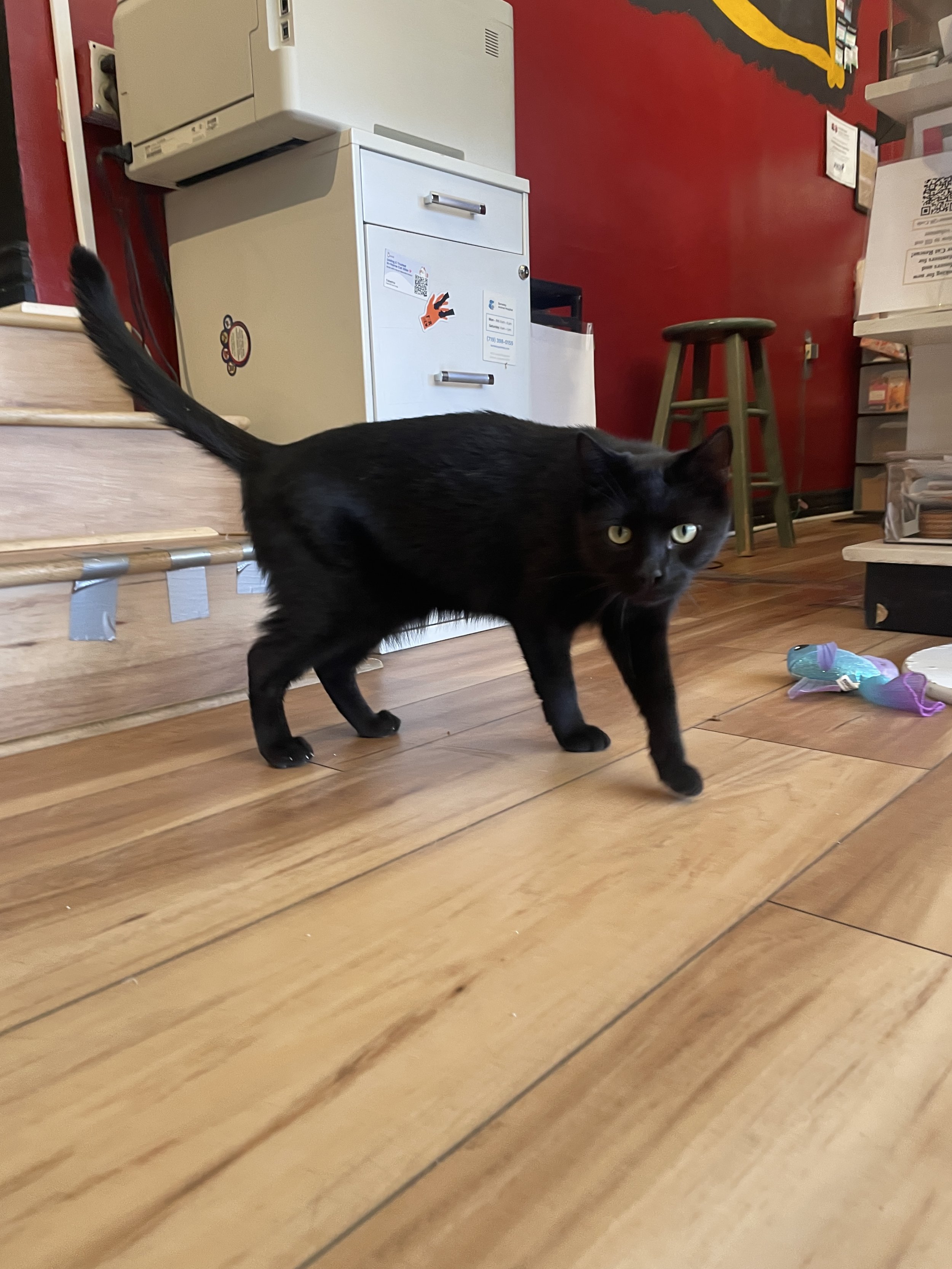 Ponzu - 2.5 year old male