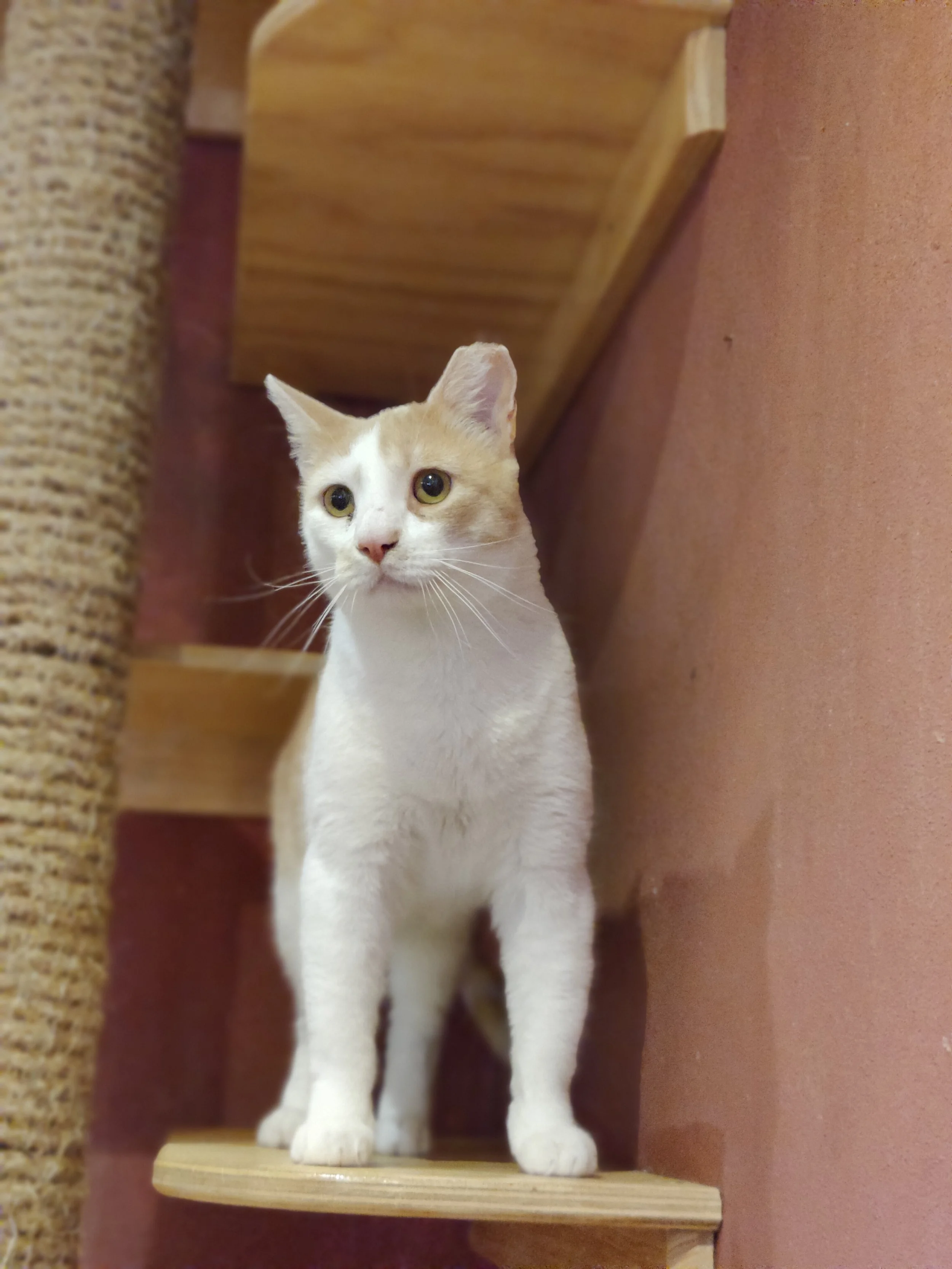 Dreamsicle - 3 year old male, bonded to Ghost
