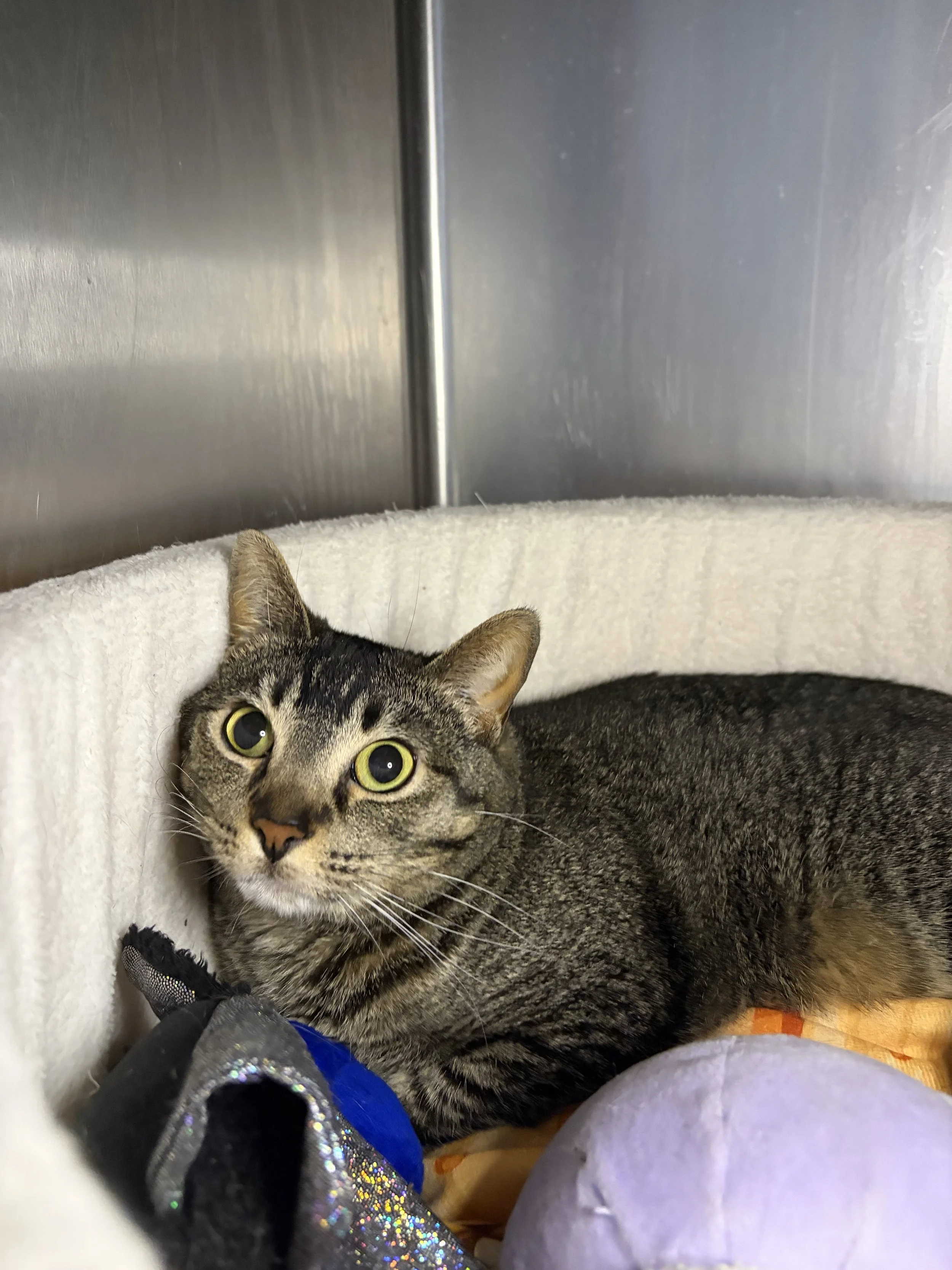 Willow - 2 year old female