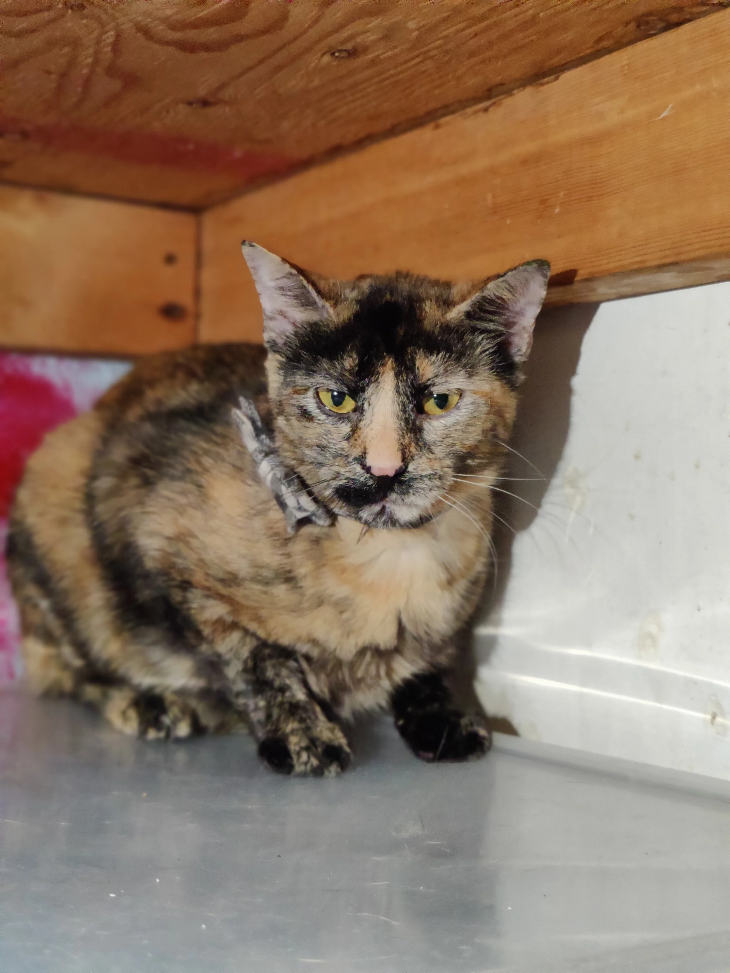 Marble - 1 year old female