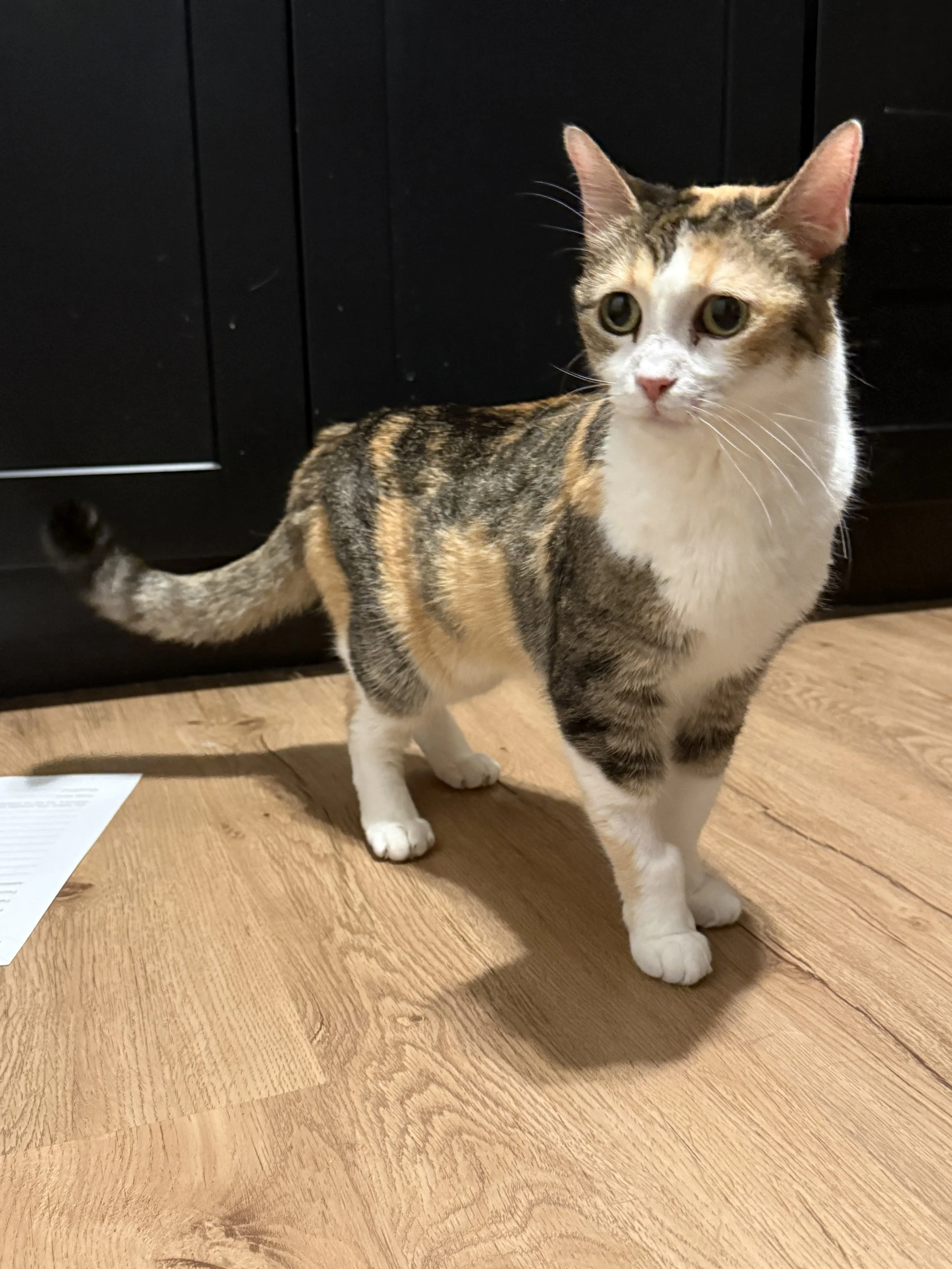 Dorothy - 8 year old female