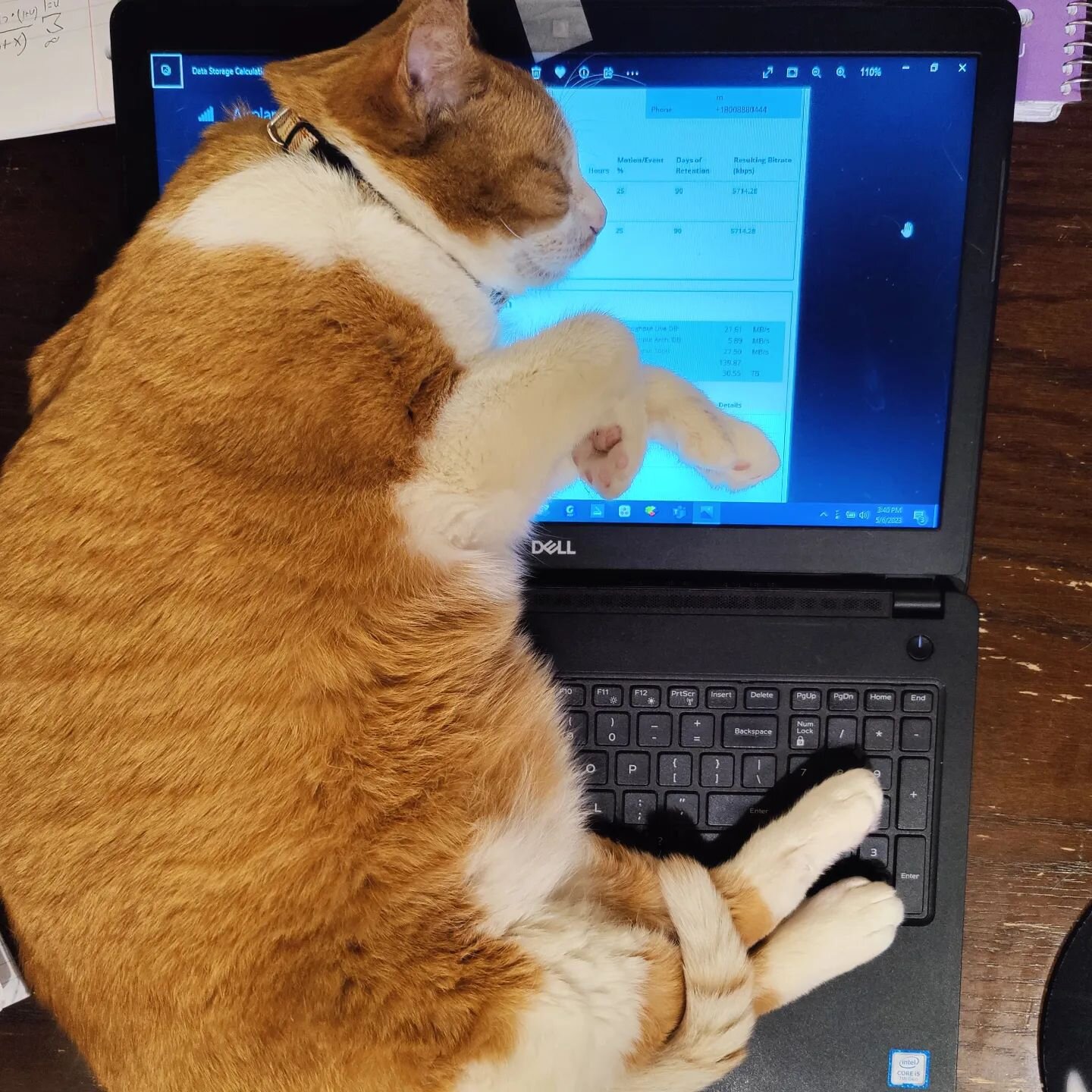 Finals are tough, come study* with the cats!

 For the rest of this week and next week, university  students (who already get $2 off entry with ID or online equivalent) can visit with no time limit and we will throw in a tea or coffee on the house to