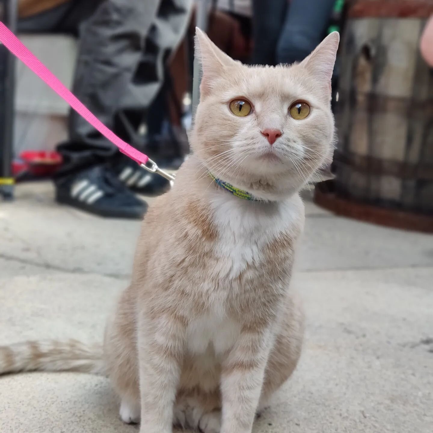 You have one more day to make yourself a mother, adopt a cat today 

Specifically you should adopt Chi-Chi, she is still looking for her forever home! She's very sweet in the mornings and on slow days and she is the sweetest to her favorite people. W