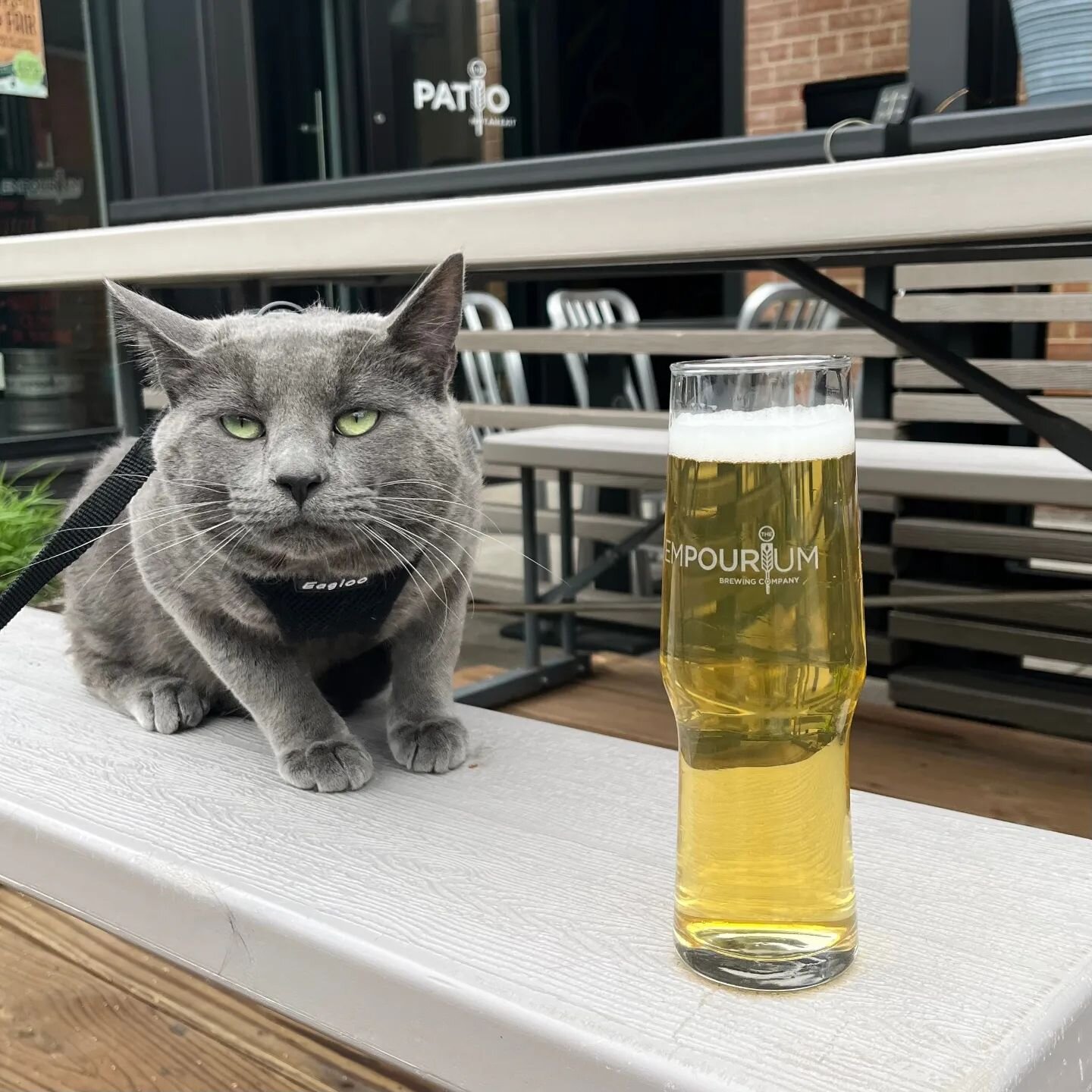 Coming to a brewery near you (specifically @empouriumbrew): adoptable cats, merch, food and most importantly beer for a cause! The Empourium will be hosting the next fundraiser for our partner rescue @denvercatrescue this Sunday, May 21st!

If you ca