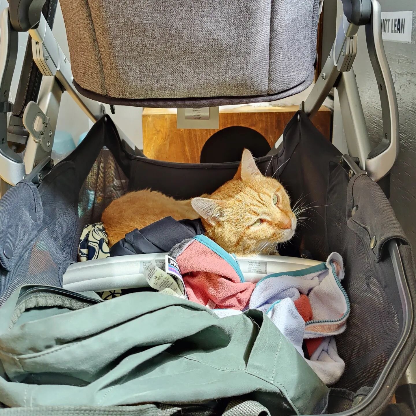 We will be continuing our complimentary bag check service through the summer and extending it to include strollers; just make sure to check for the attendant before you leave!

#adoptdontshop❤️ #rescuesaveslives🐾 #catwithjobs #adoptablecatsdenver #c