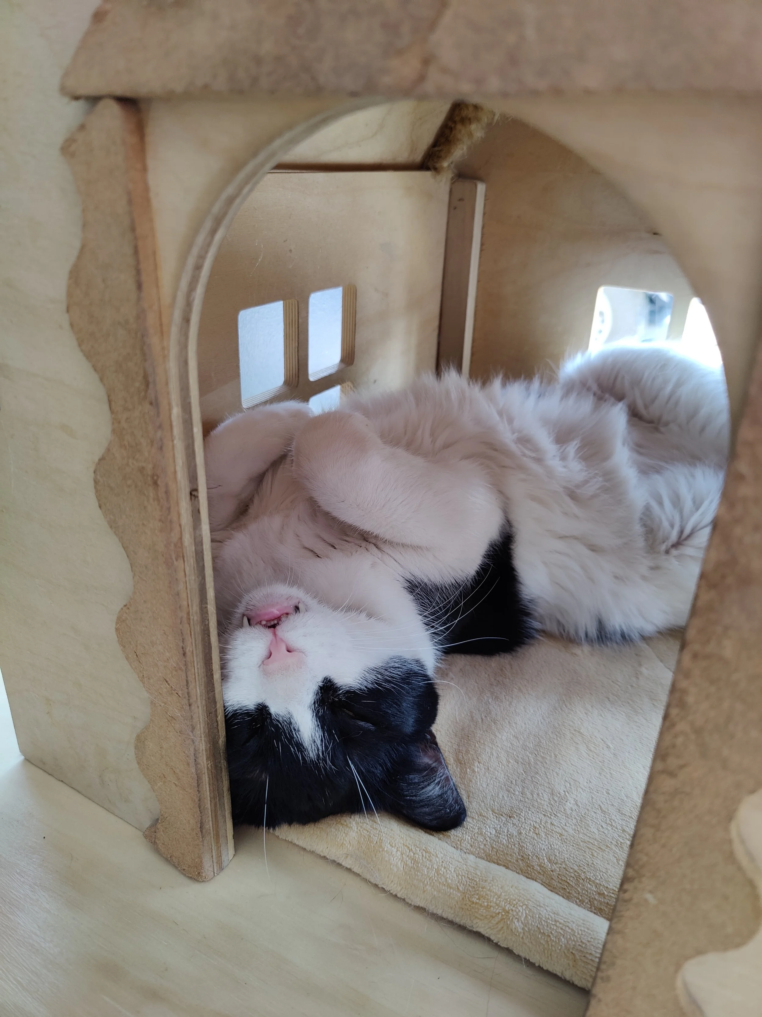 Bandit - 6 year old male