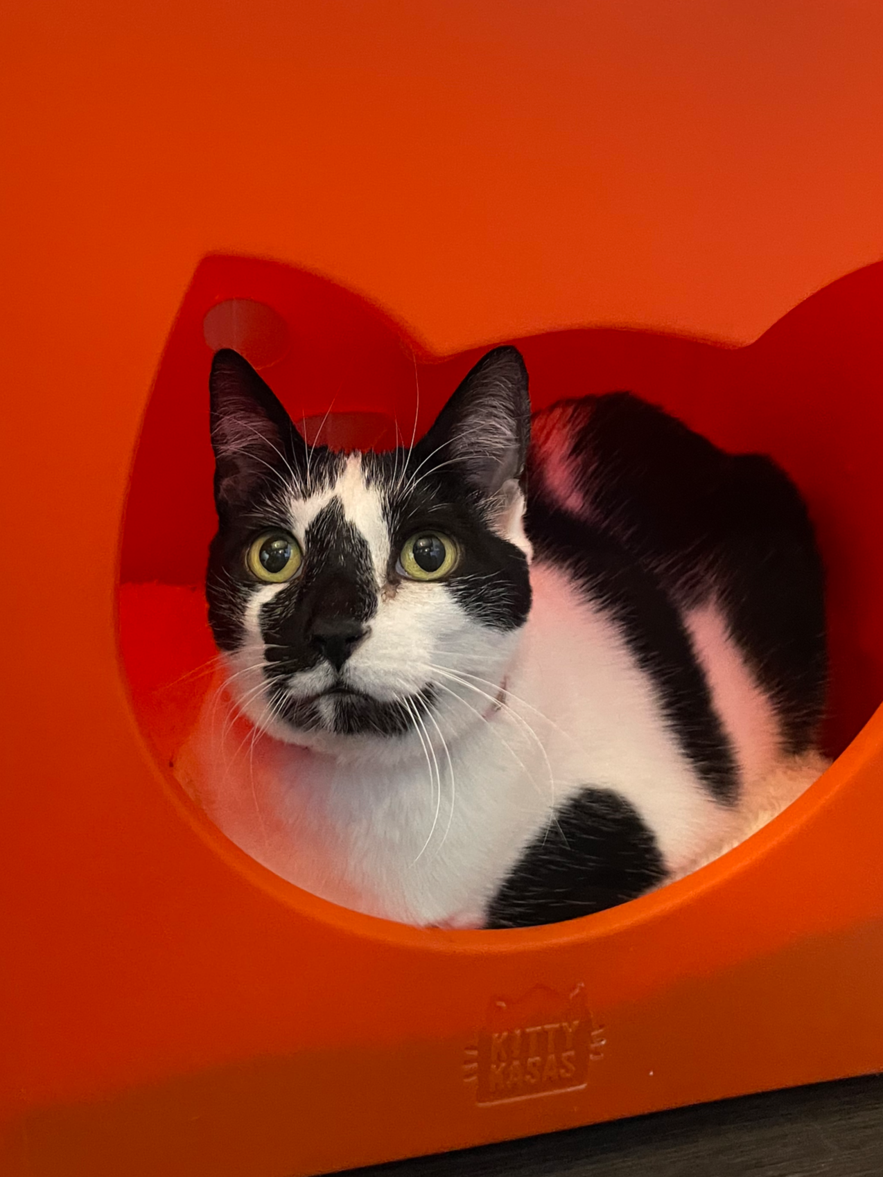 Iris - (application pending)