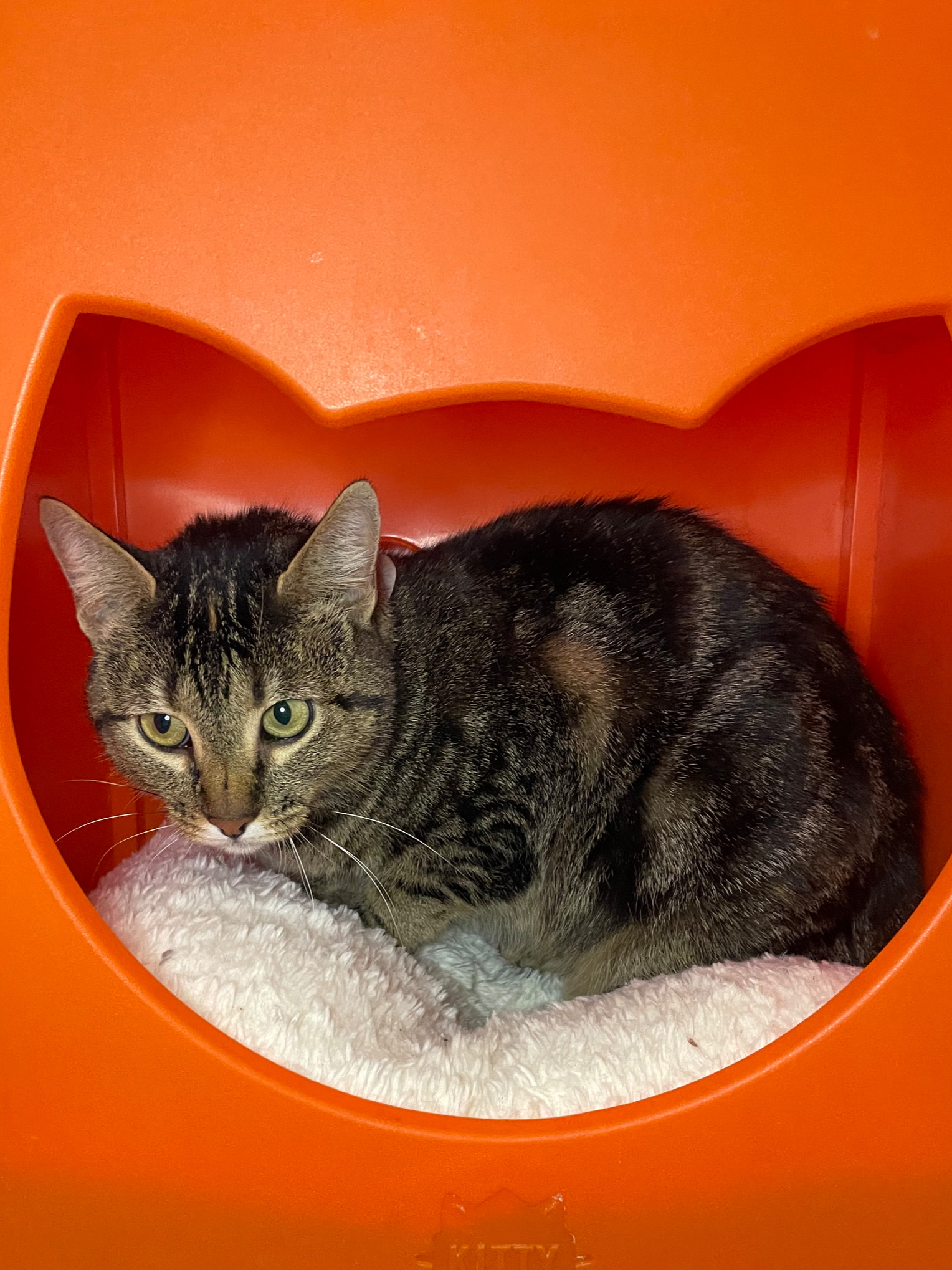 Camilla - 2 year old female