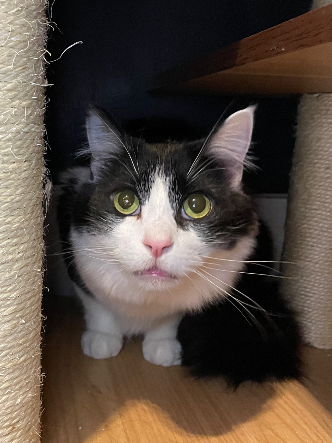 Benson - (application pending)