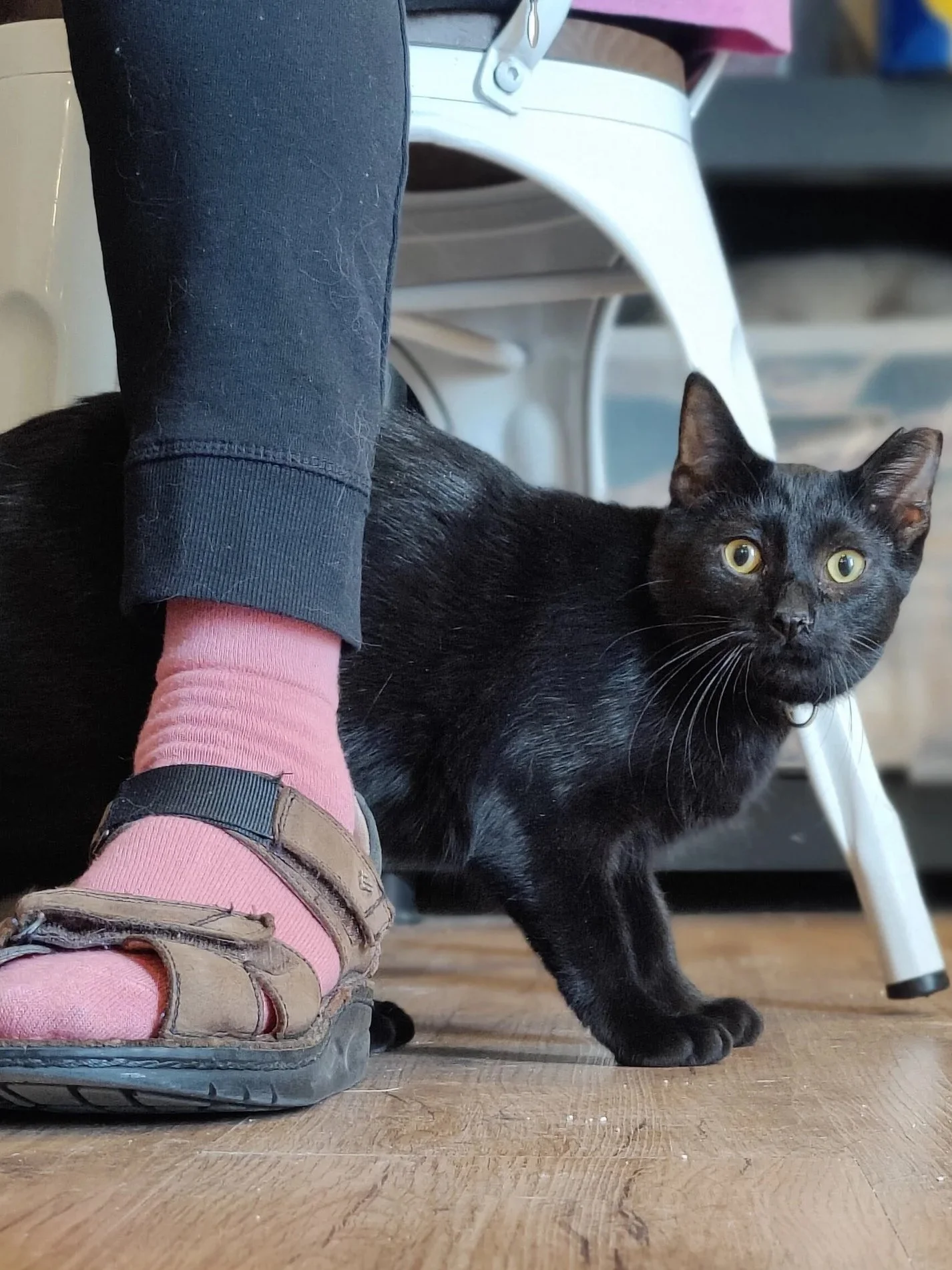 Bart Harley Jarvis - (application pending)