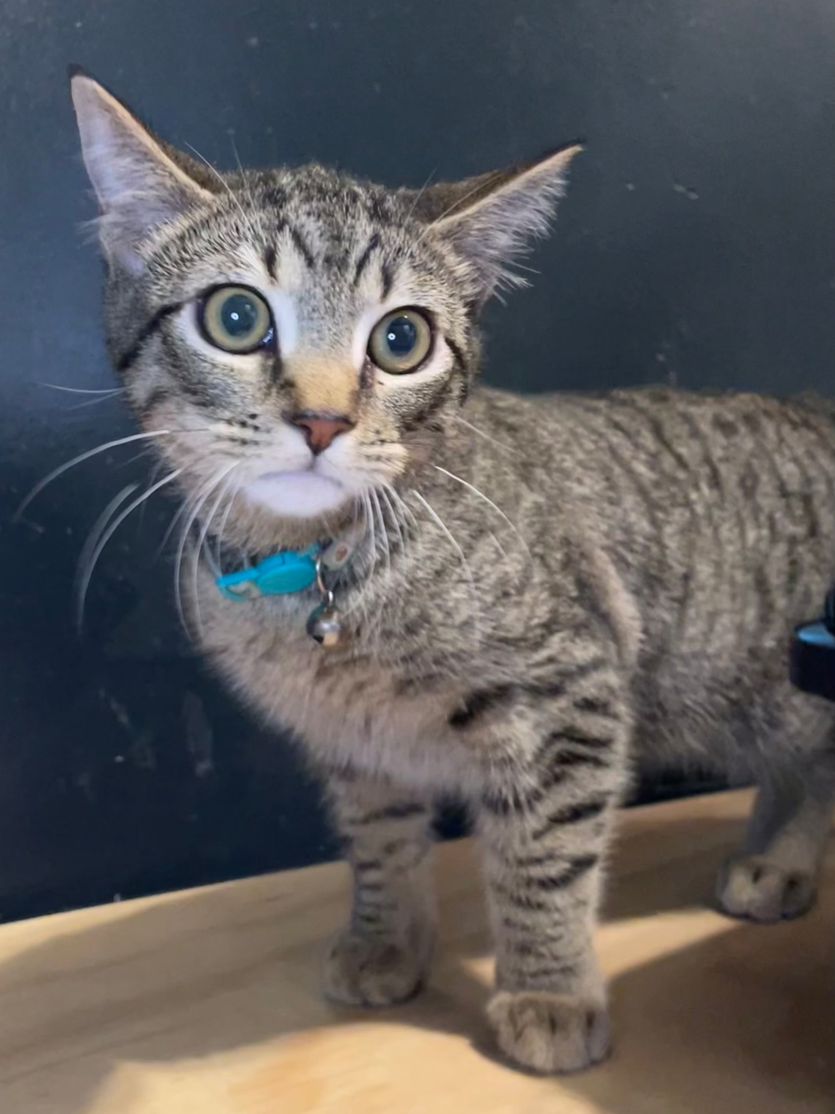 Tonka - (application pending)