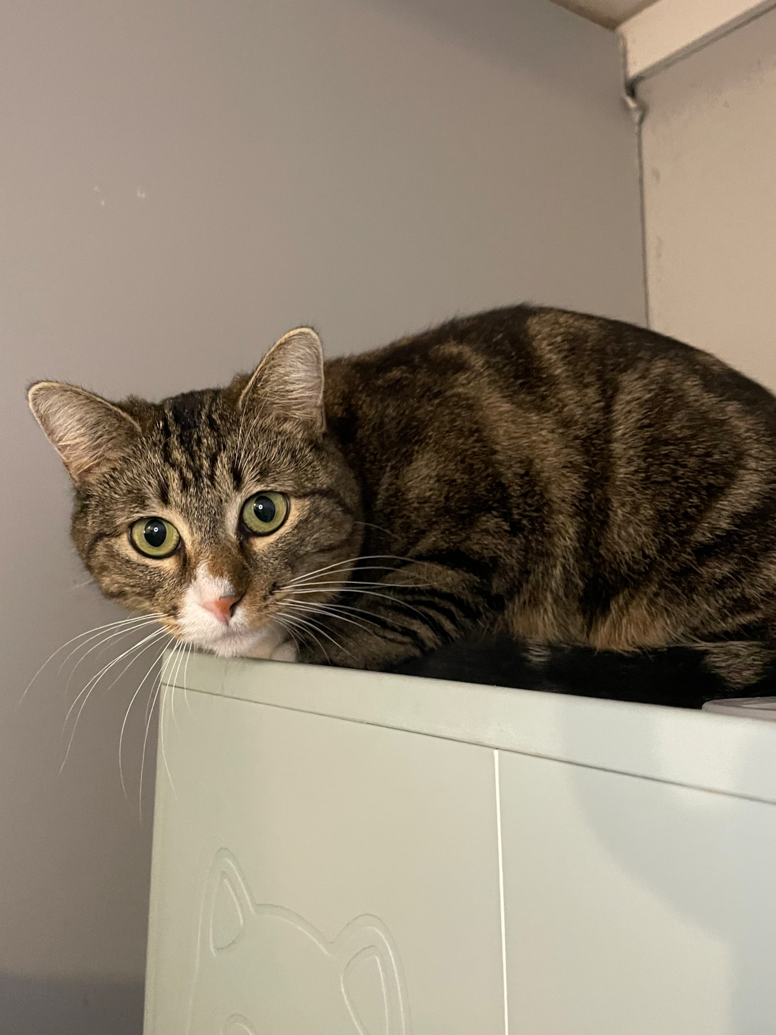 Molly - 1 year old female