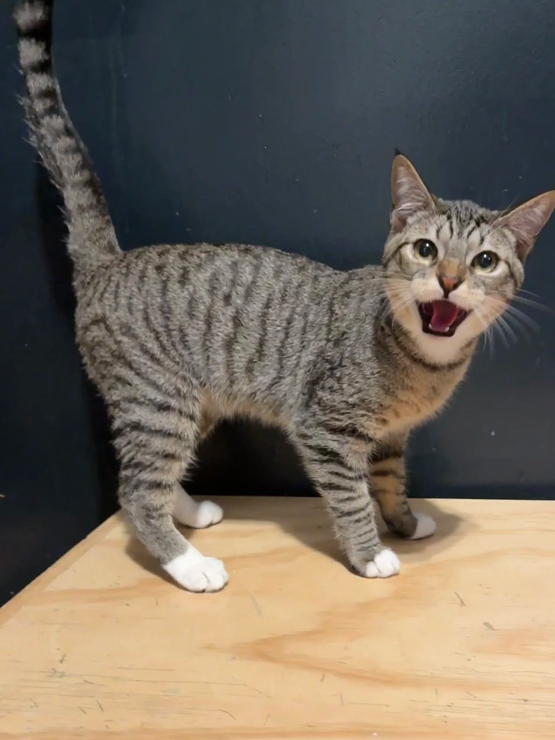 Ferb - (application pending)