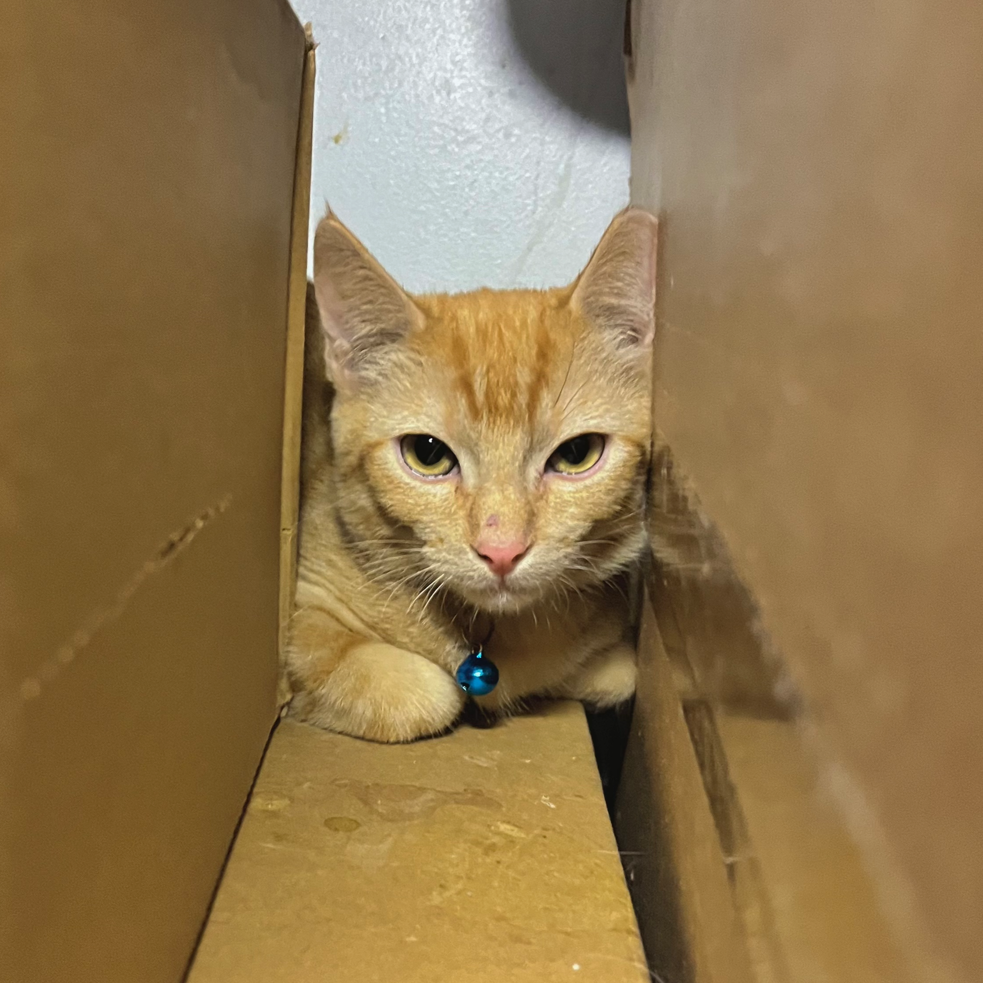 Chico - (application pending)