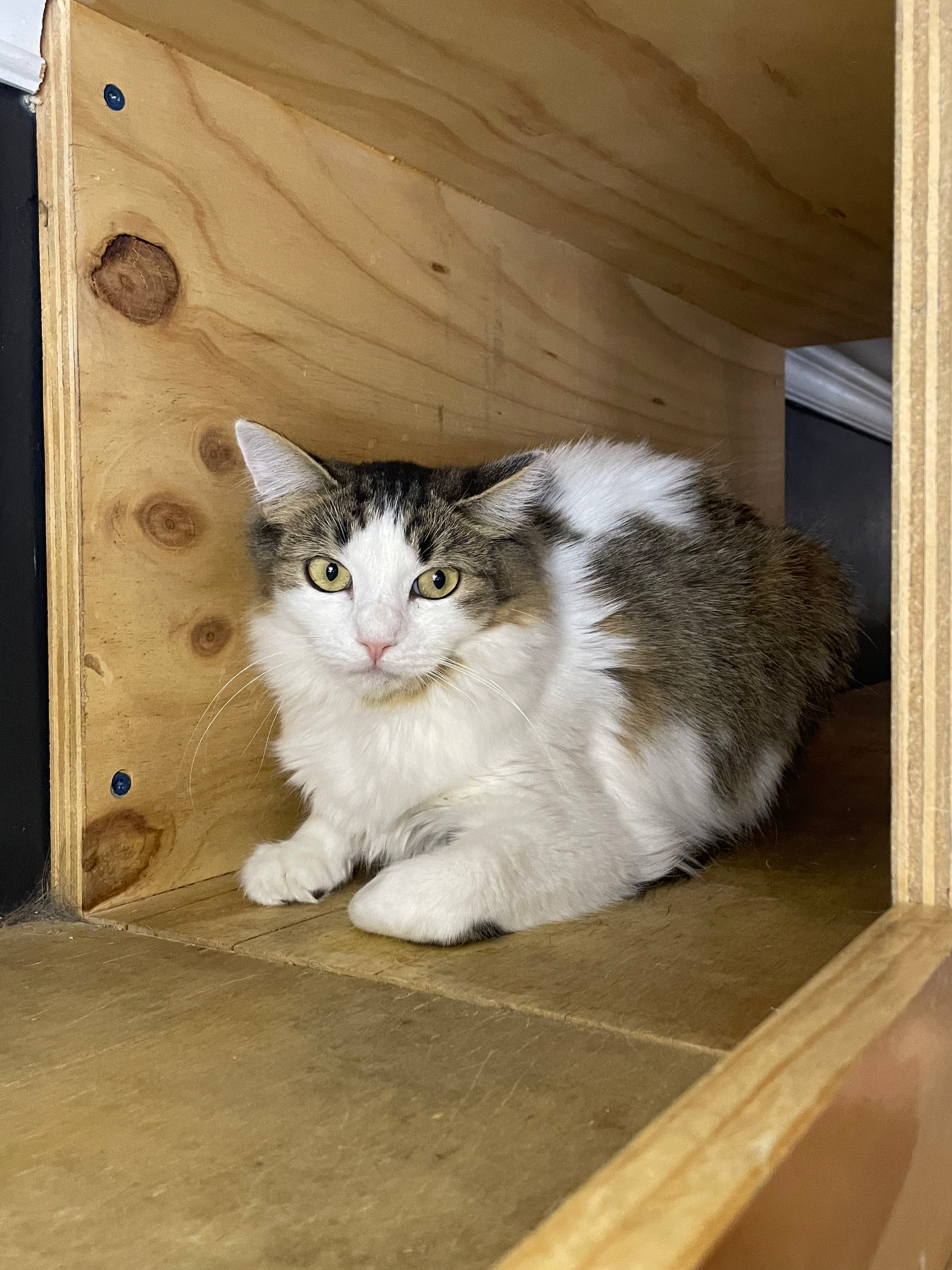 Jillian - 1 year old female