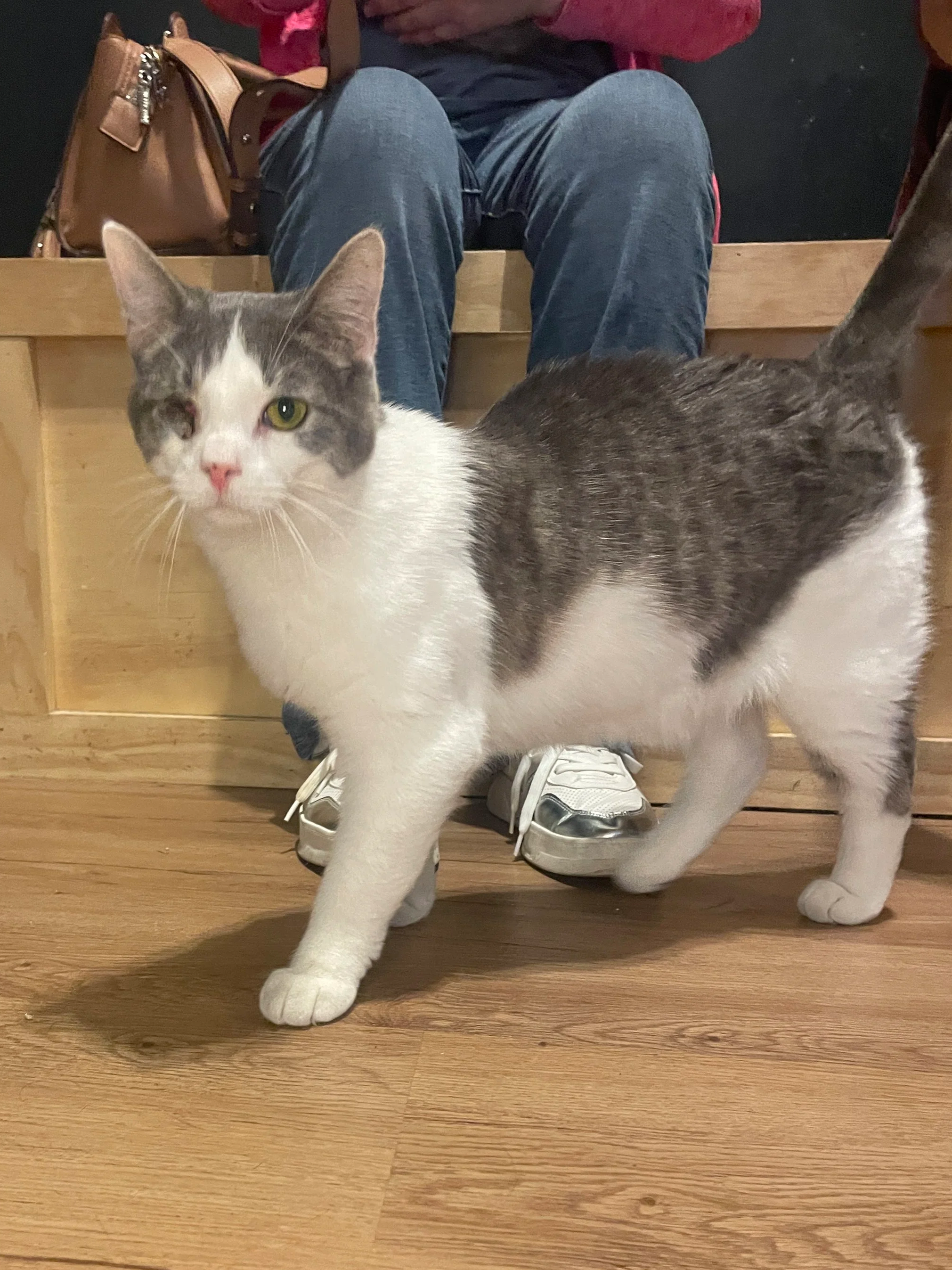 Luca - 9 month old male, bonded to Lingo