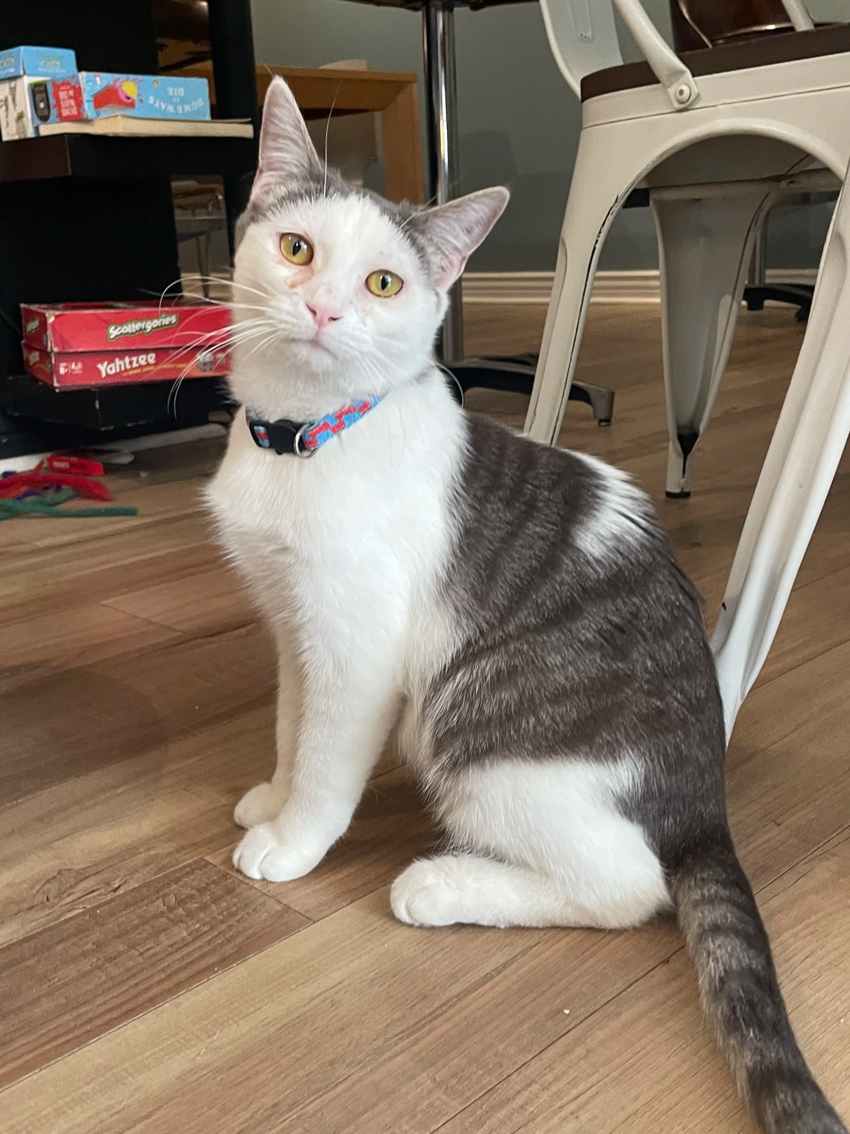 Lingo - 9 month old male, bonded to Luca