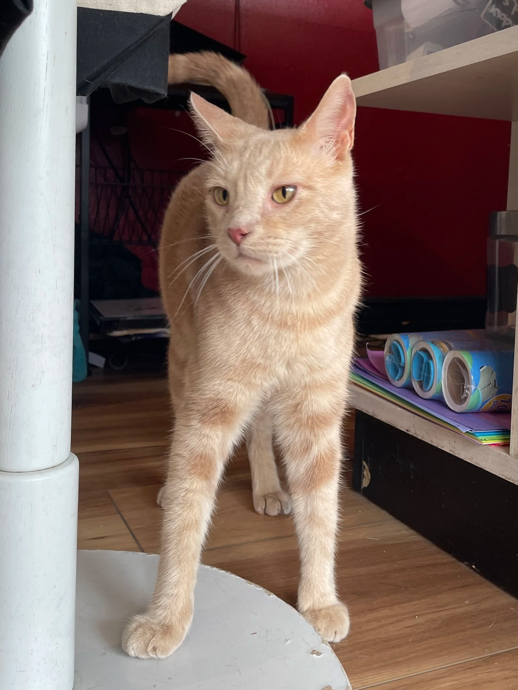 Puma - (application pending)