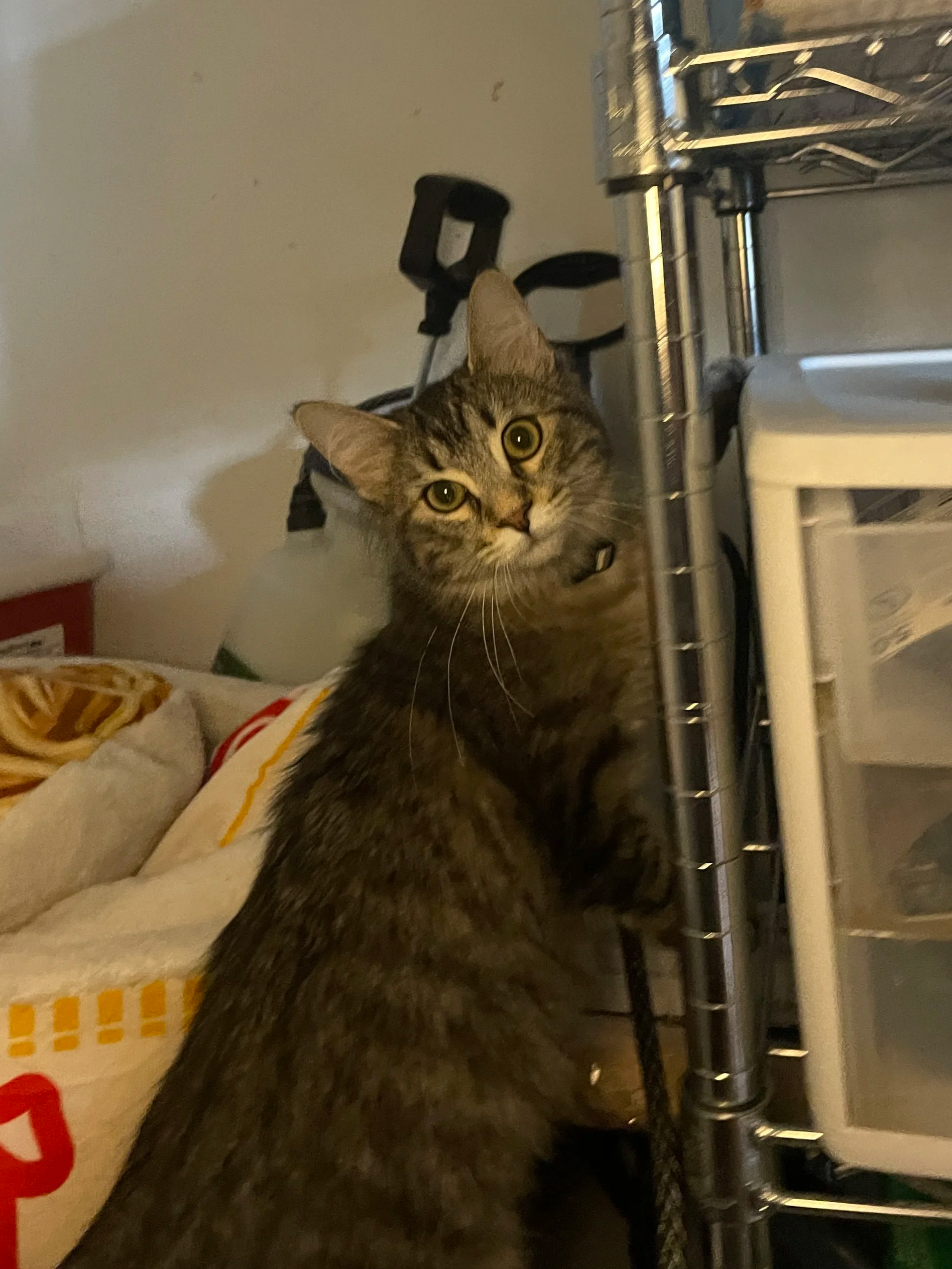 Floreana - 6 month old female