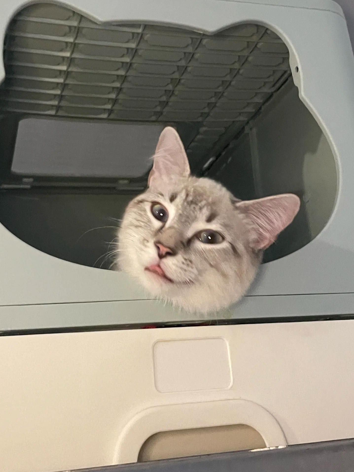 Darwin - 6 month old male