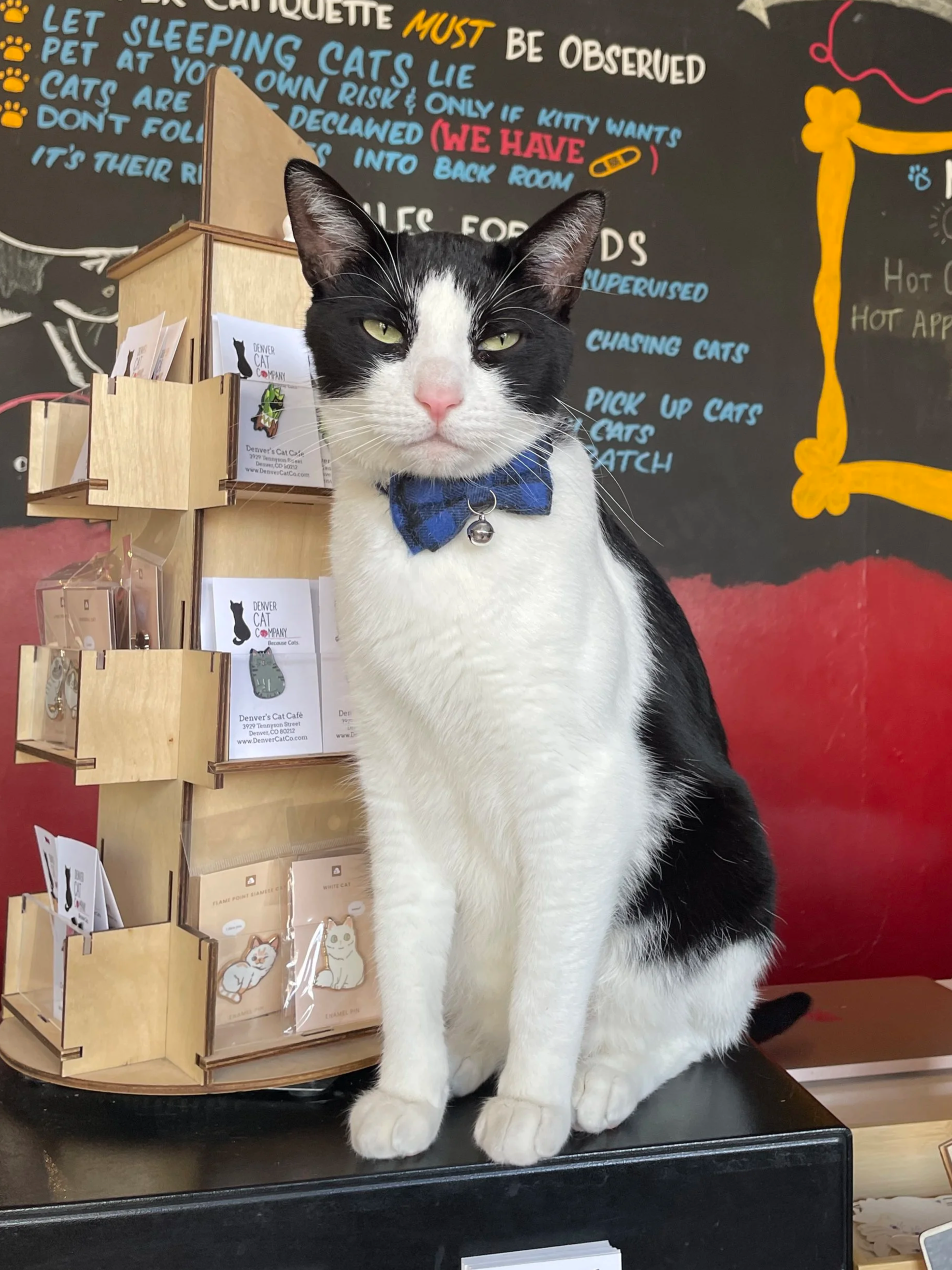 Spot - 3 year old male, bonded to AJ