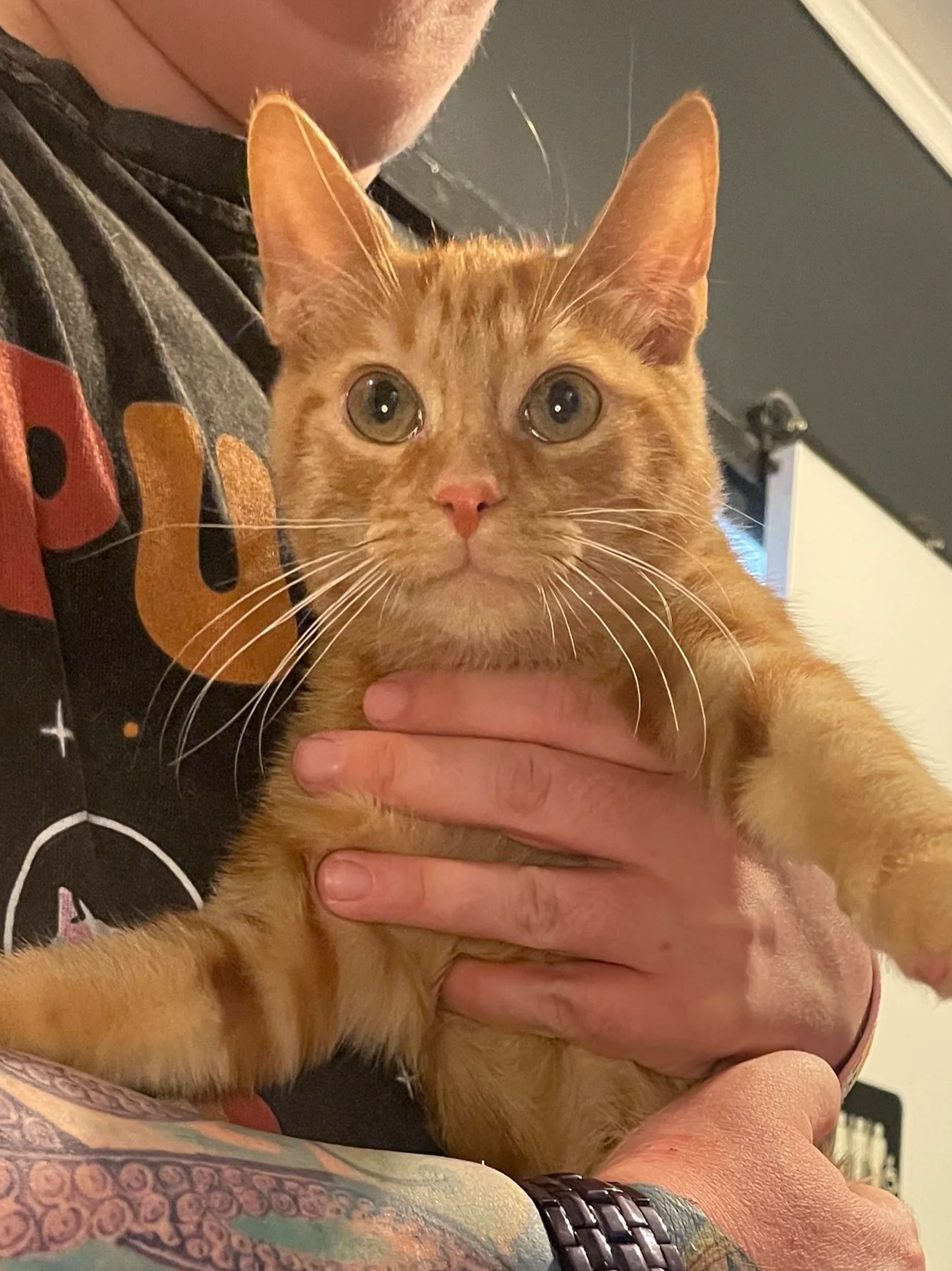 Luigi - 5 month old male