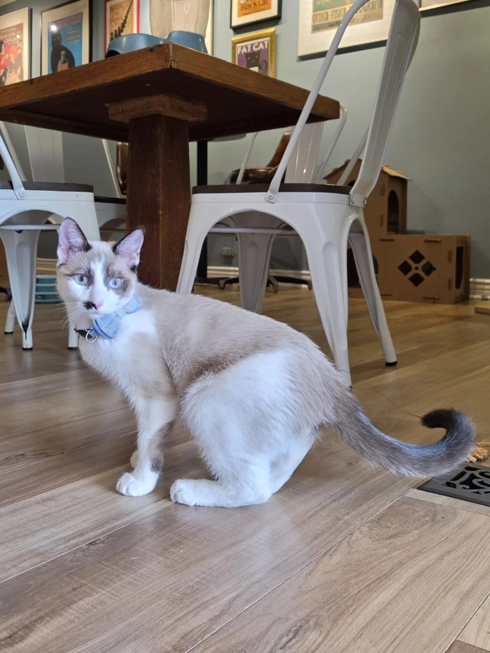 Lou Bega - 5 month old male, bonded to Grobin