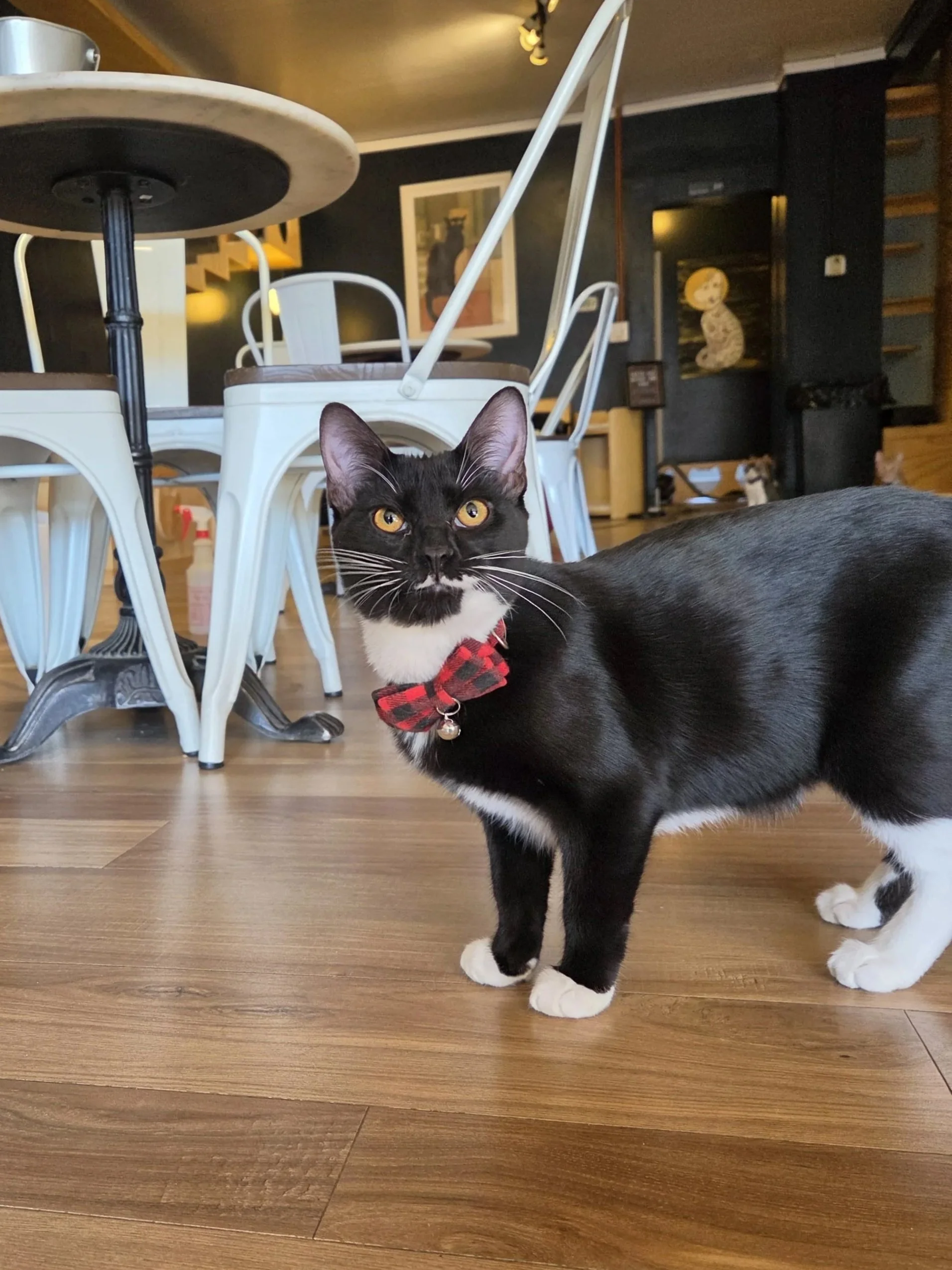 Grobin - 5 month old male, bonded to Lou Bega