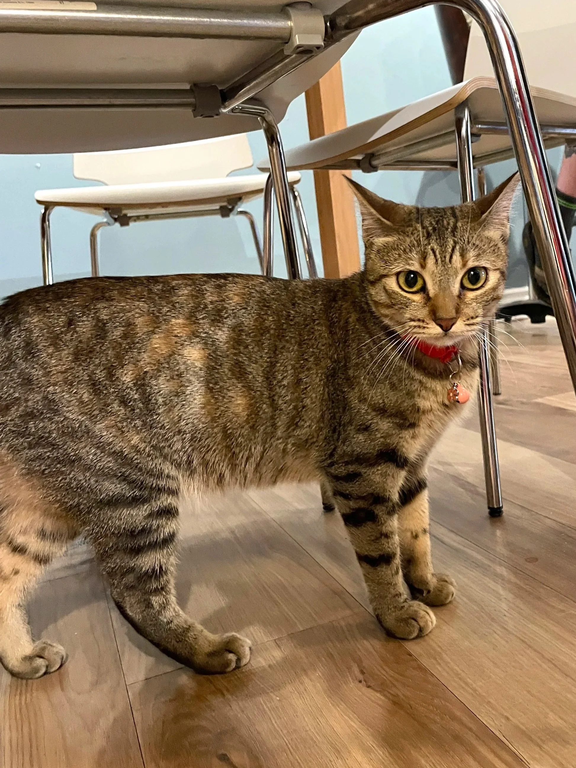 Josee - 1 year old female