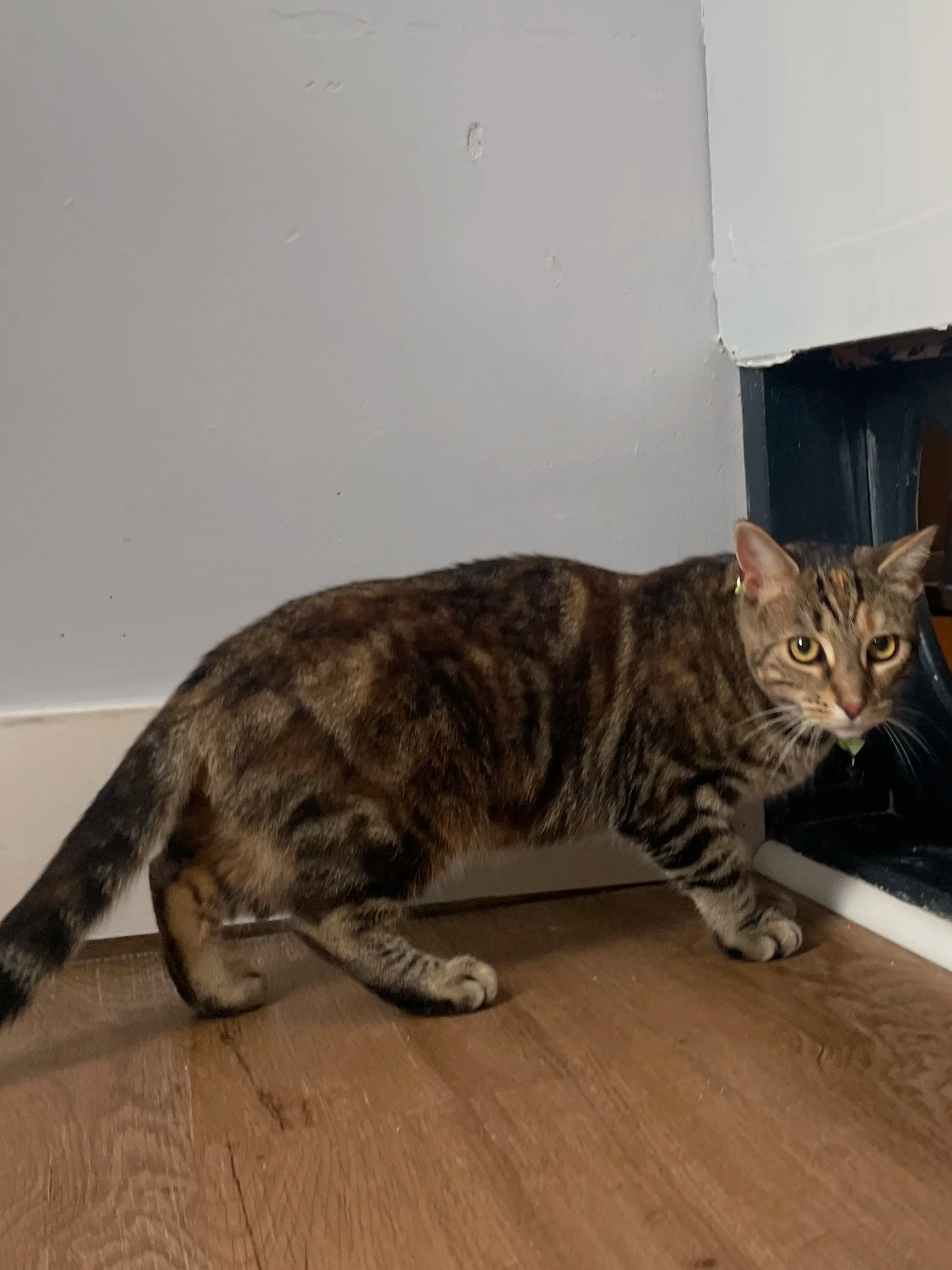 Sriracha - 1.5 year old female