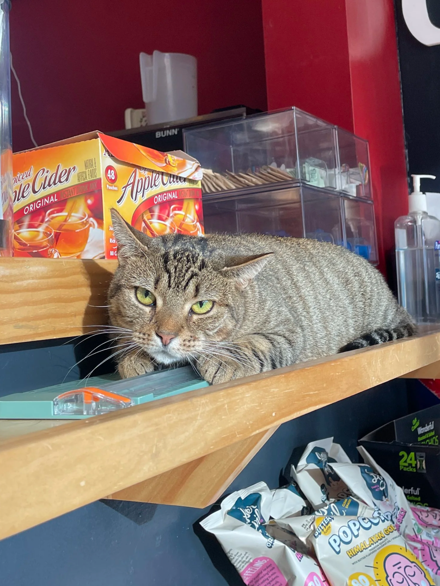 Jelly - 1.5 year old female