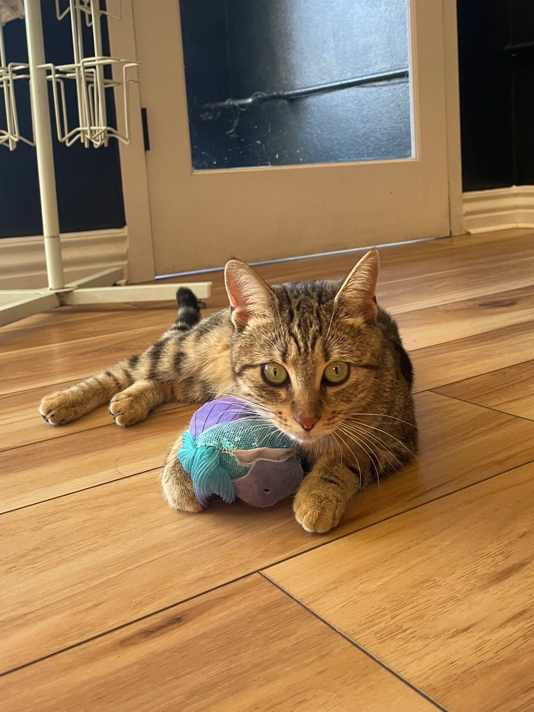 Tabasco - (application pending)