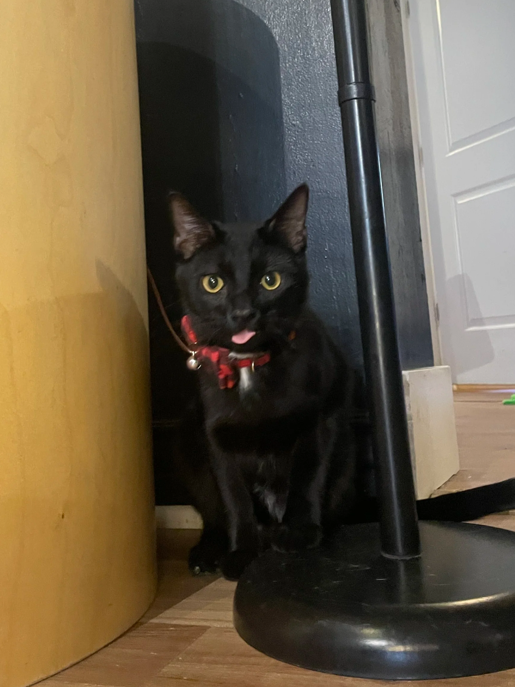 Steven - 6 month old male