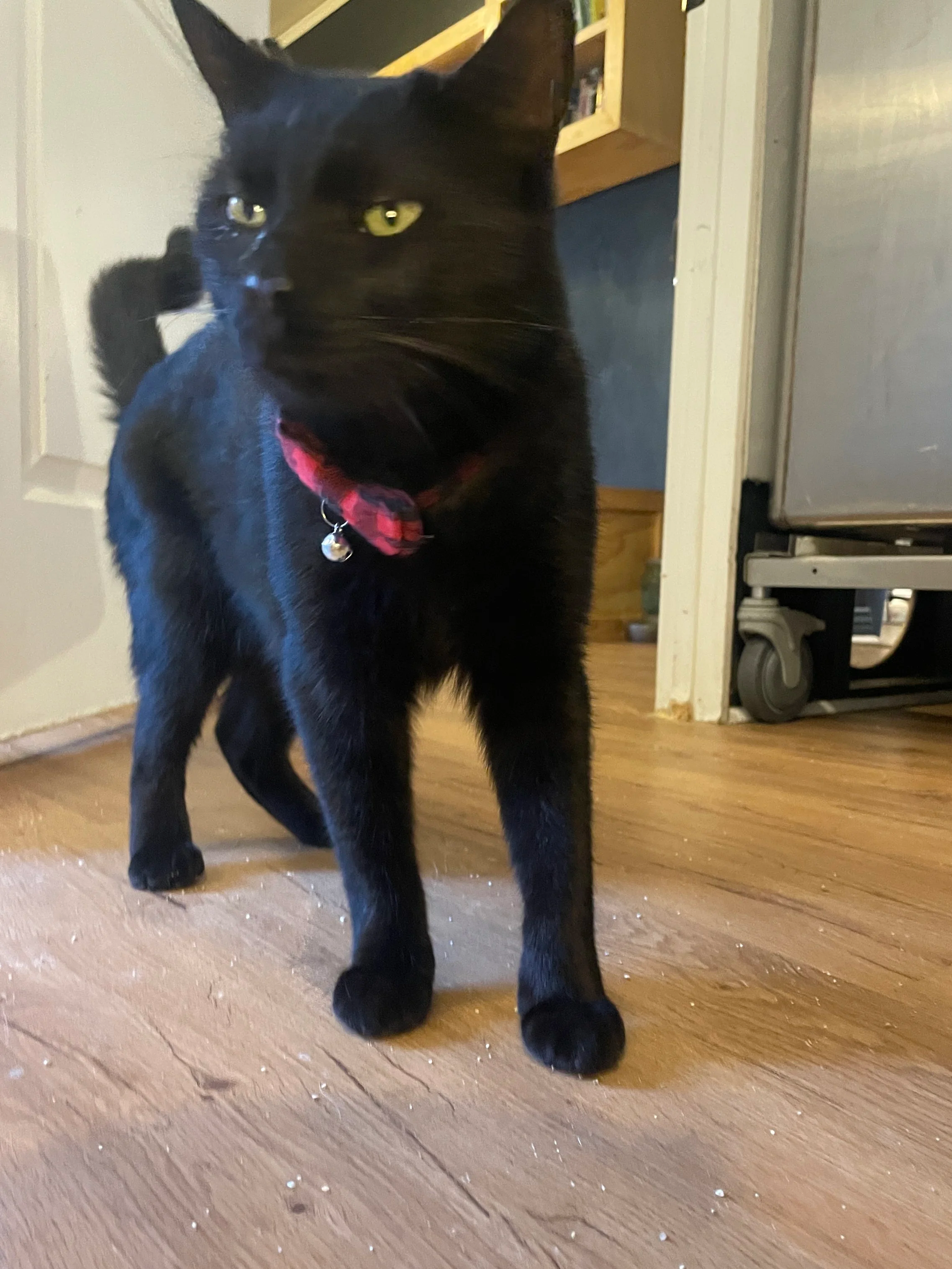 Hank - 2.5 year old male